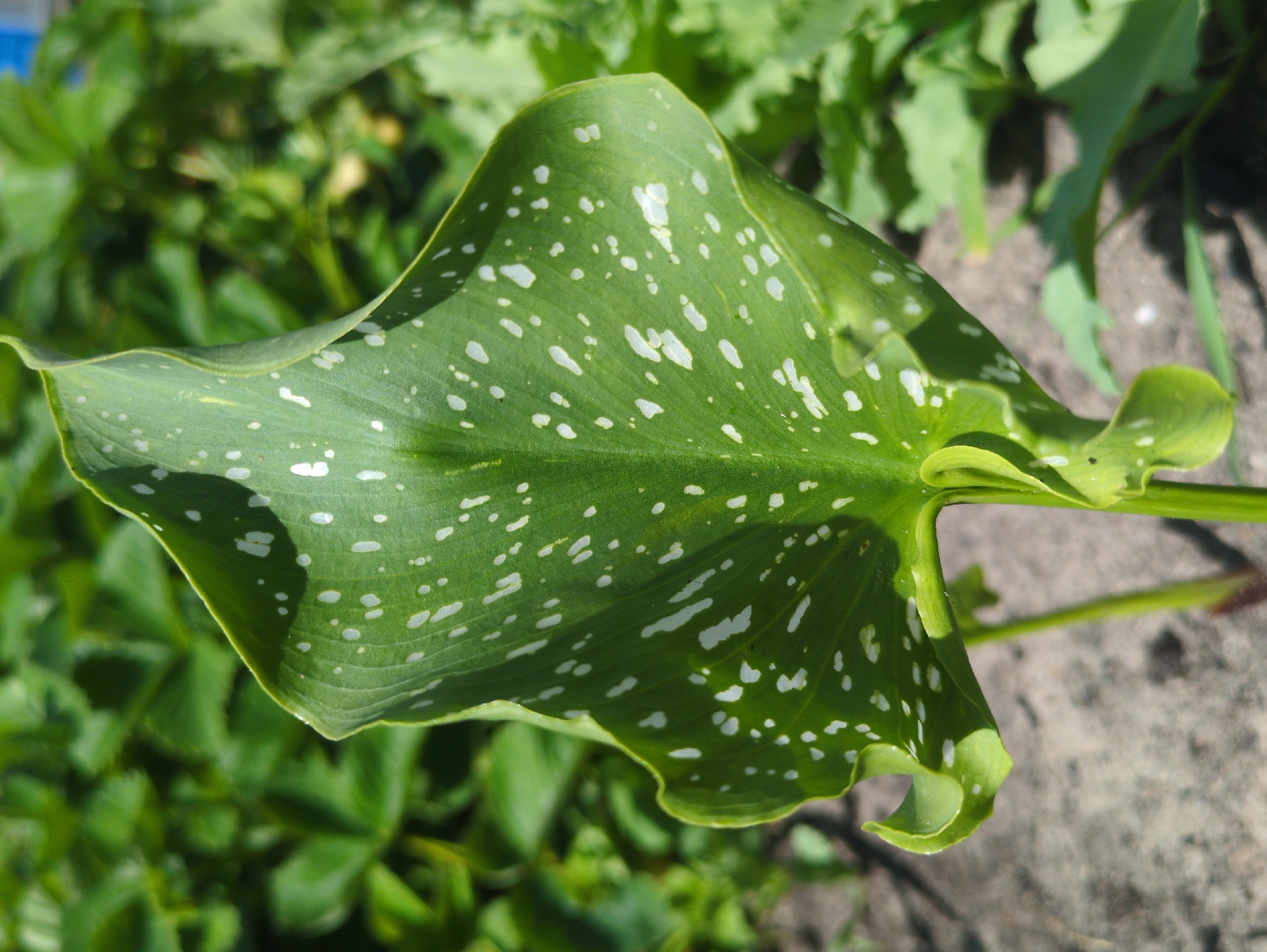 The media file is a close-up photograph of a green leaf with white speckles. The leaf is the primary subject, occupying most of the frame. It has a distinctive shape, appearing broad and somewhat heart-shaped with undulating edges. The white speckles are scattered irregularly across the surface of the leaf, creating a patterned effect. The leaf appears healthy and vibrant, with a glossy texture.
In the background, out of focus, are other green leaves and foliage, suggesting a garden or natural setting. The ground is visible in the upper right portion of the image, appearing to be soil or dirt. The lighting suggests it is daytime, possibly with bright sunlight casting shadows on the leaf and highlighting its texture and color. The overall mood is natural and serene.
The image was taken in Kulebaki, Russia. There is no visible text in the image. The focus is entirely on the botanical details of the leaf and its immediate surroundings.
