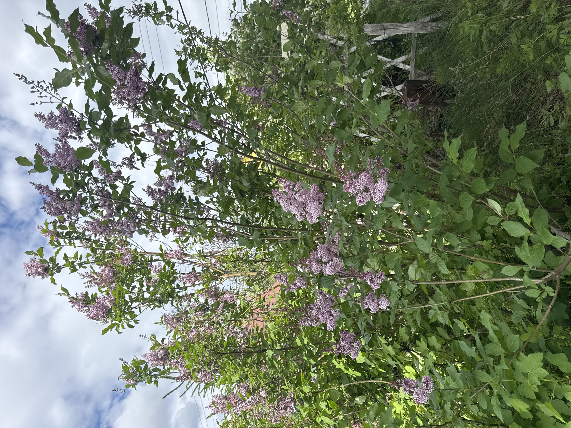 In Khomutovo, Russia, a blooming lilac bush dominates the frame under a cloudy sky. The bush is dense with clusters of pale purple flowers and lush green leaves. To the right, a weathered wooden fence and tall grass are visible, with power lines stretching across the upper portion of the sky. The scene suggests a rural or suburban outdoor setting during springtime or early summer.