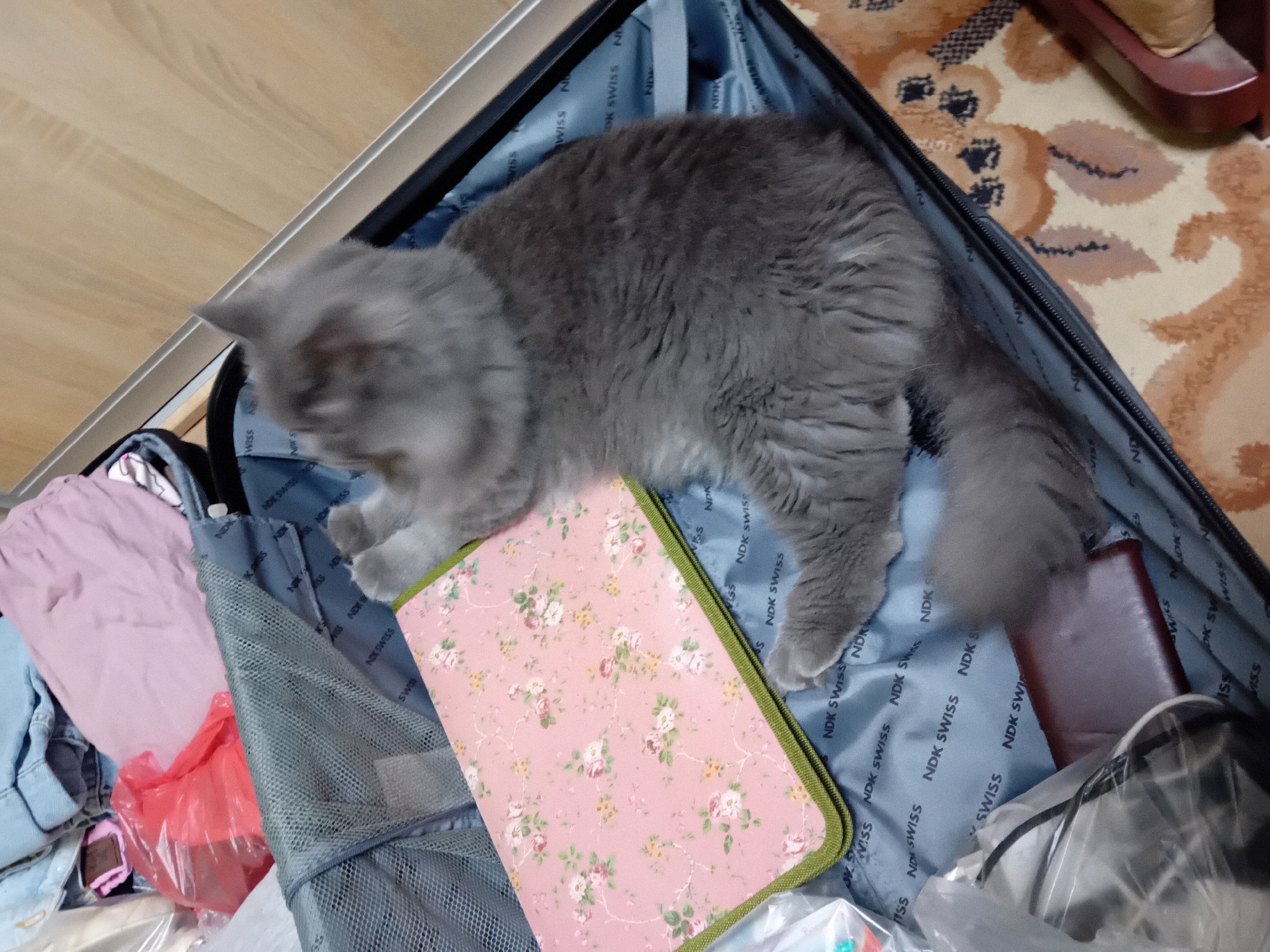 An indoor scene shows a gray cat lying in an open suitcase filled with clothes. The suitcase is lined with fabric featuring a repeating "NDK SWISS" pattern. A pink binder with a floral design is positioned on the left side of the suitcase. To the left of the binder, a pink plastic bag is visible. The background shows wooden flooring and a patterned rug. The scene does not provide any information about the city of Chuhuiv, Ukraine.