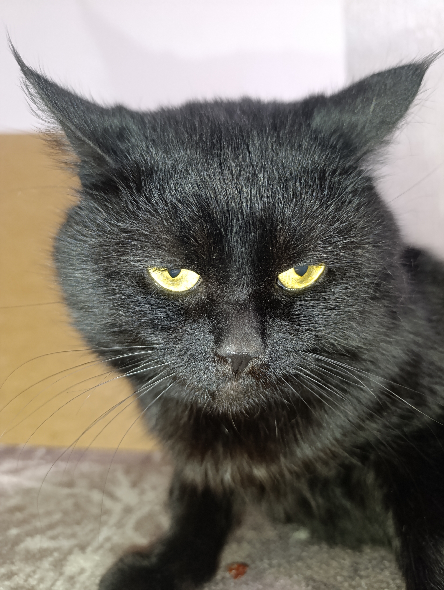 The image is a close-up portrait of a black cat with bright yellow eyes. The cat is looking directly at the camera with a serious expression. Its fur appears somewhat disheveled, especially around its ears, which are pointed and stand upright. The background is out of focus, with soft colors suggesting an indoor environment. There is no indication of the city of Zlatopil, Ukraine, in the image.