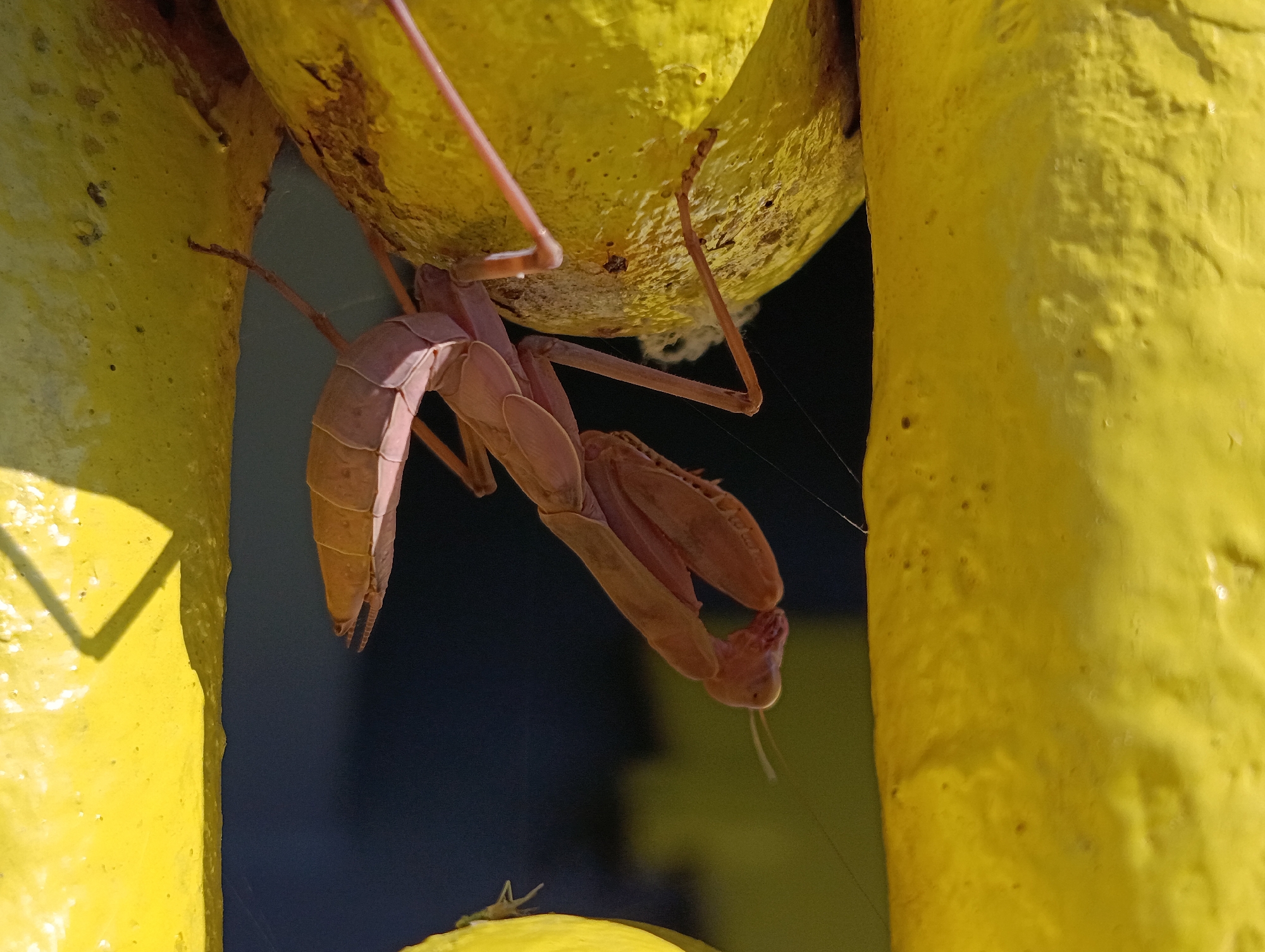 A praying mantis, approximately 5-7 cm in length and reddish-brown in color, is suspended upside down from a textured yellow surface, possibly a painted metal railing or sculpture, on a sunny day. The mantis's forelegs are clasped together, and its body is segmented and elongated. The background is out of focus, appearing as dark blue and yellow shapes, suggesting an outdoor environment. One of the mantis's legs appears to be touching a smaller, lighter-colored insect on another yellow surface below. The scene suggests an urban setting in Slobozia, Romania, where such insects might be found in parks or public spaces with decorative elements.