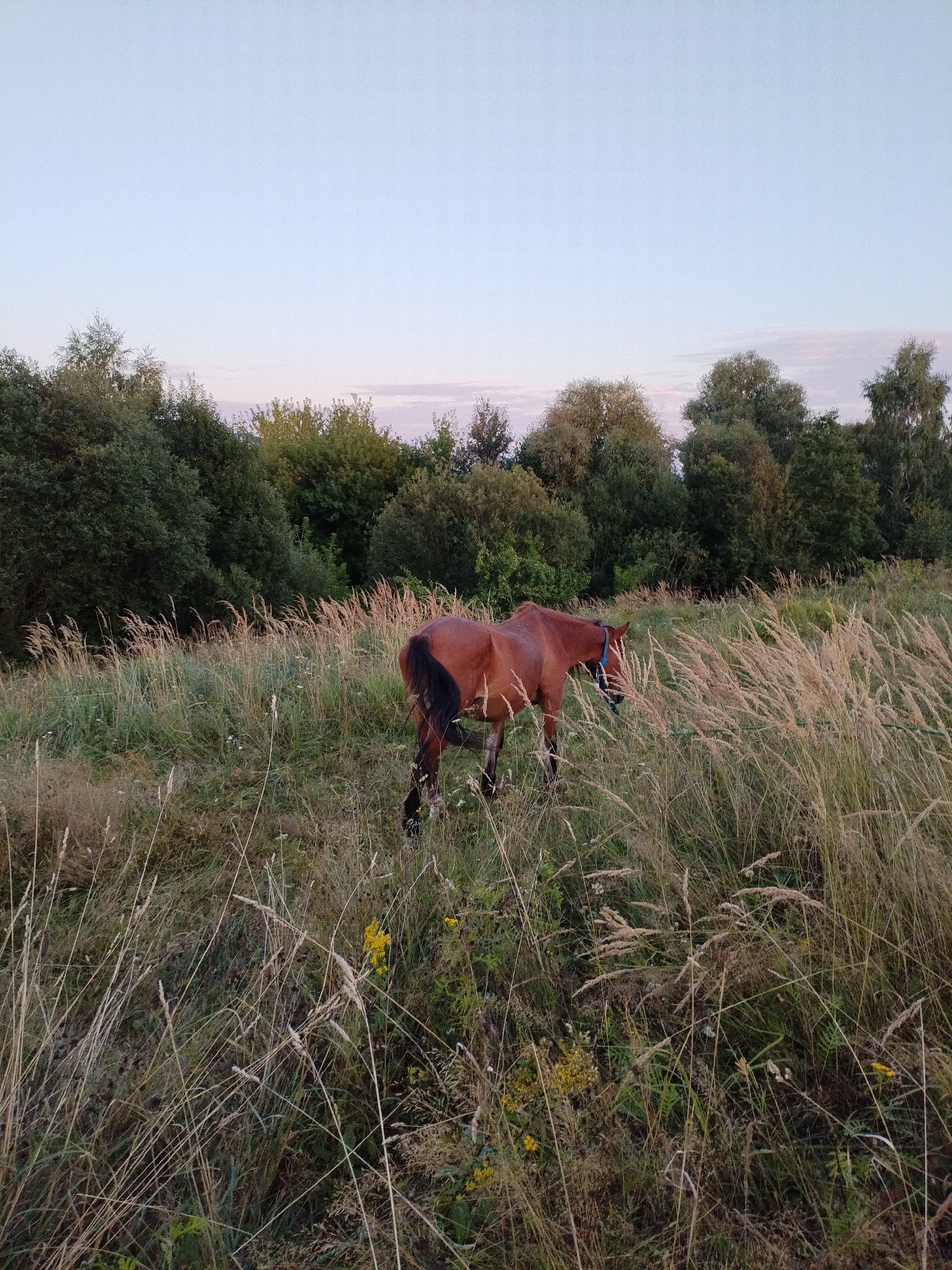 A brown horse with a blue halter stands in a field of tall, dry grass and some greenery. The horse is positioned facing left, with its head lowered as if grazing. Behind the field, a dense line of dark green trees forms a backdrop. The sky above is a pale blue with hints of pink and white clouds, suggesting either dawn or dusk. The overall scene depicts a rural, natural environment. The location is identified as being in the city of Bialynichy, Belarus.