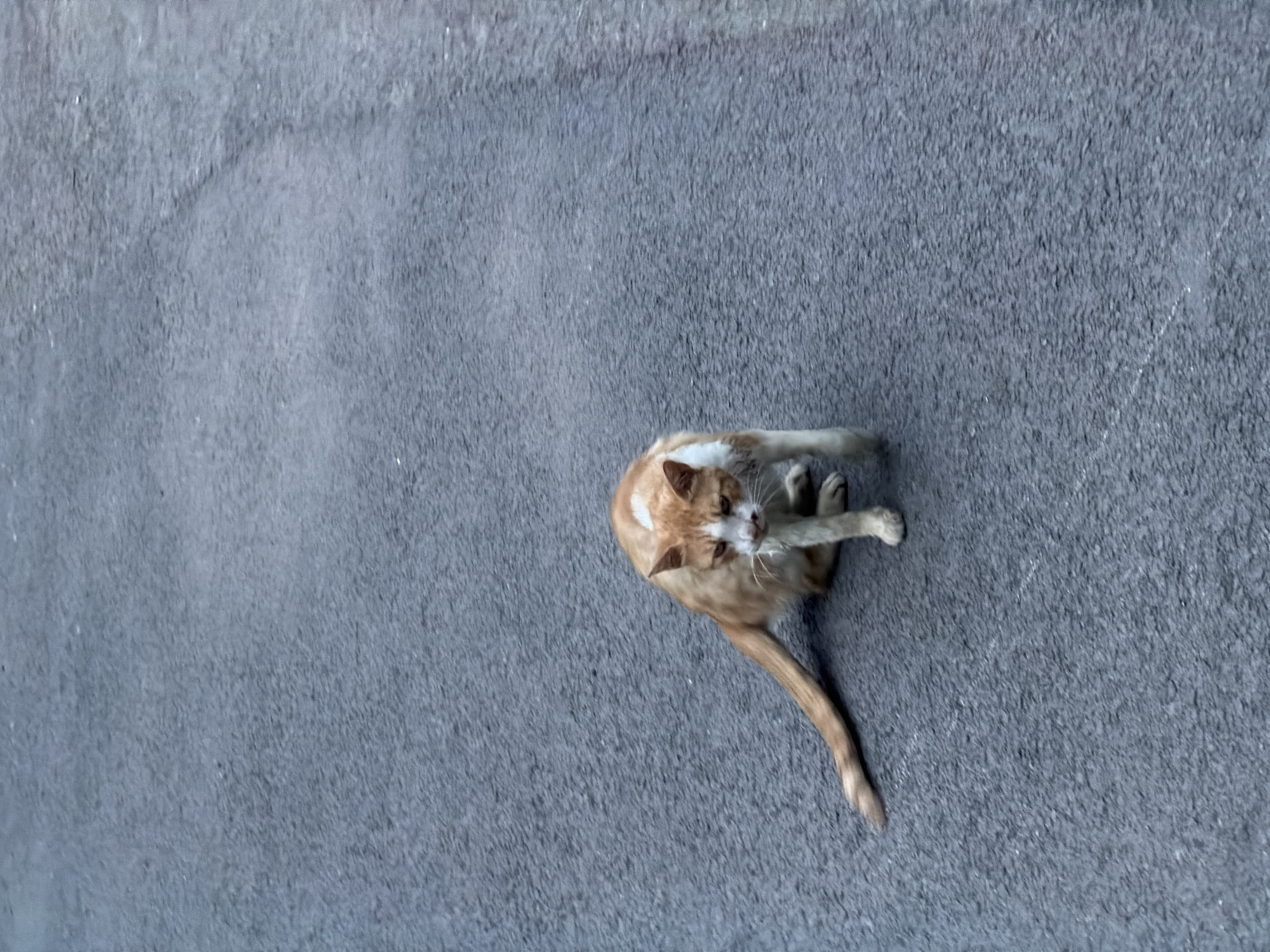A ginger and white cat is crouched on an asphalt surface, likely a road, in Jiangjin, China. The cat's body is angled towards the viewer, with its head turned slightly to the right. Its fur appears somewhat matted, and its expression is difficult to discern. The asphalt surface shows subtle variations in tone and texture, with faint lines suggesting it may be a road or pathway. The background is entirely out of focus, consisting of a blurred expanse of the same asphalt material, indicating an outdoor urban environment. No other subjects or objects are visible in the frame.