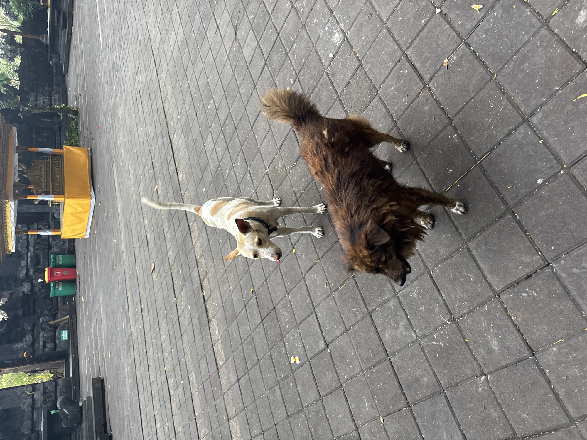 This image depicts two dogs in an outdoor paved area. The dog in the foreground is a medium-sized, brown, shaggy-haired dog with a bushy tail. It is facing to the right with its head turned towards the left, appearing to be looking at something or someone off-camera. The dog in the background is a lighter-colored, slender dog with white and brown markings. It is standing and facing left with its tongue slightly out. Behind the dogs, there is a paved courtyard with a stone structure on the left and a yellow and gold decorative canopy or shrine in the background. Three trash cans (two green, one red) are visible near the stone structure. The environment appears to be a public space, possibly a temple or historical site, given the architecture and the presence of the decorative structure. The ground is paved with square stone tiles. The location is identified as Dawan, Indonesia.