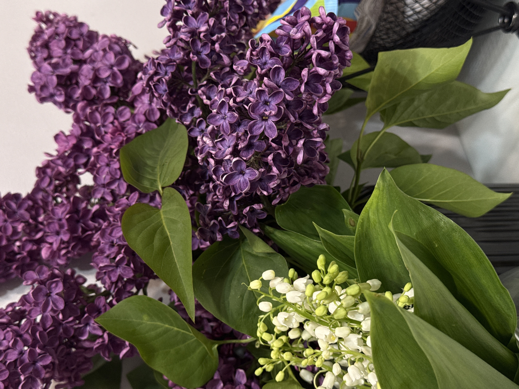 The image presents a close-up, high-angle view of a bouquet featuring purple lilacs and white lily of the valley flowers, set against a blurred background. The vibrant purple lilacs dominate the left and central parts of the frame, displaying their intricate clusters of small, four-petaled florets. Many green leaves, characteristic of both lilac and lily of the valley, are prominently featured, providing a lush backdrop and framing for the blossoms.
In the lower right section, delicate white lily of the valley flowers, with their distinctive bell-shaped blooms and numerous green buds, are visible among their broad green leaves. The overall composition highlights the contrast between the larger, dense lilac clusters and the smaller, more refined lily of the valley.
The background is softly out of focus, with sections revealing a plain white or light-colored surface. In the upper right, indistinct shapes and textures are visible, including what appears to be a dark, mesh-like object (possibly a fan or basket) and a blurry, multicolored item. No specific activity is taking place, and there is no visible text. The lighting is soft and even, suggesting an indoor setting.