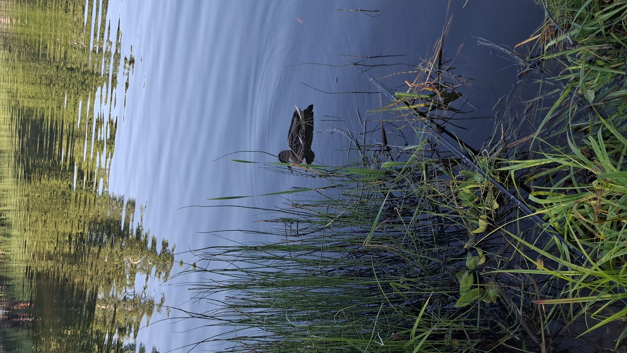 The image depicts a serene natural scene at a body of water, likely a pond or lake, in Ракаўскі сельскі Савет, Belarus. In the foreground, tall green reeds and grasses grow along the bank, with some submerged aquatic plants visible in the dark water. A single duck with brown and white plumage is swimming calmly in the middle distance, its reflection visible on the rippling surface of the water. The water's surface reflects the surrounding greenery and the blue sky, creating a textured pattern. The environment suggests a peaceful, undeveloped natural area.