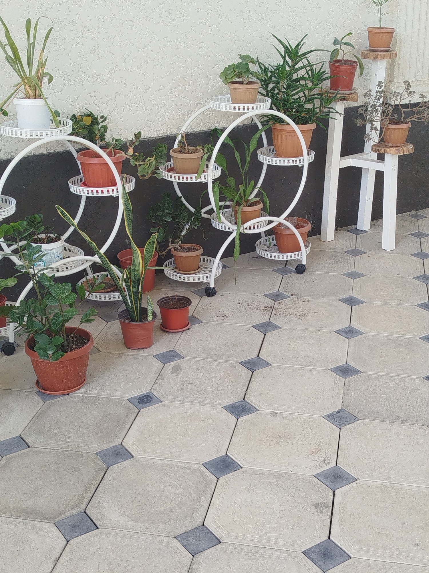 A collection of potted plants are displayed on tiered stands and directly on the ground against a light-colored textured wall and a patterned tiled floor. The plants vary in size and type, with some in terracotta pots and others in white or brown plastic pots. The stands are made of white metal, with one circular tiered stand and another more angular white stand with wooden shelves. The ground is paved with large octagonal tiles in a light beige color, interspersed with smaller dark gray square tiles. The scene appears to be an outdoor area, possibly a patio or garden space, in an urban setting like Жаңы-Айыл, Kyrgyzstan, given the context. There are no people visible in the image. The lighting suggests it is daytime.