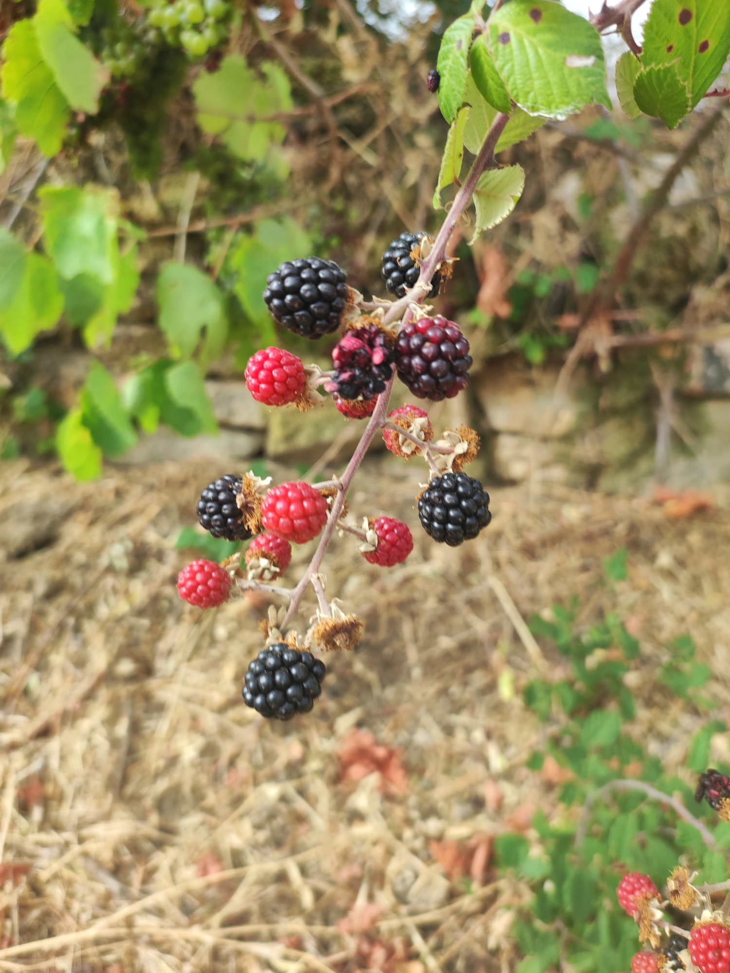 In Sobradillo, Spain, a close-up shot captures a branch laden with ripening berries, likely blackberries and raspberries, against a softly blurred backdrop of dry grass and a stone wall. The berries, in various stages of ripeness, range from bright red to deep black, their drupelets clearly defined. Green leaves, some with reddish-brown spots, sprout from the thorny branch, adding a touch of vibrant contrast. The scene appears to be outdoors, possibly in a natural setting or a garden, with the natural light highlighting the textures and colors of the fruit and foliage. There are no people or animals visible in the frame.