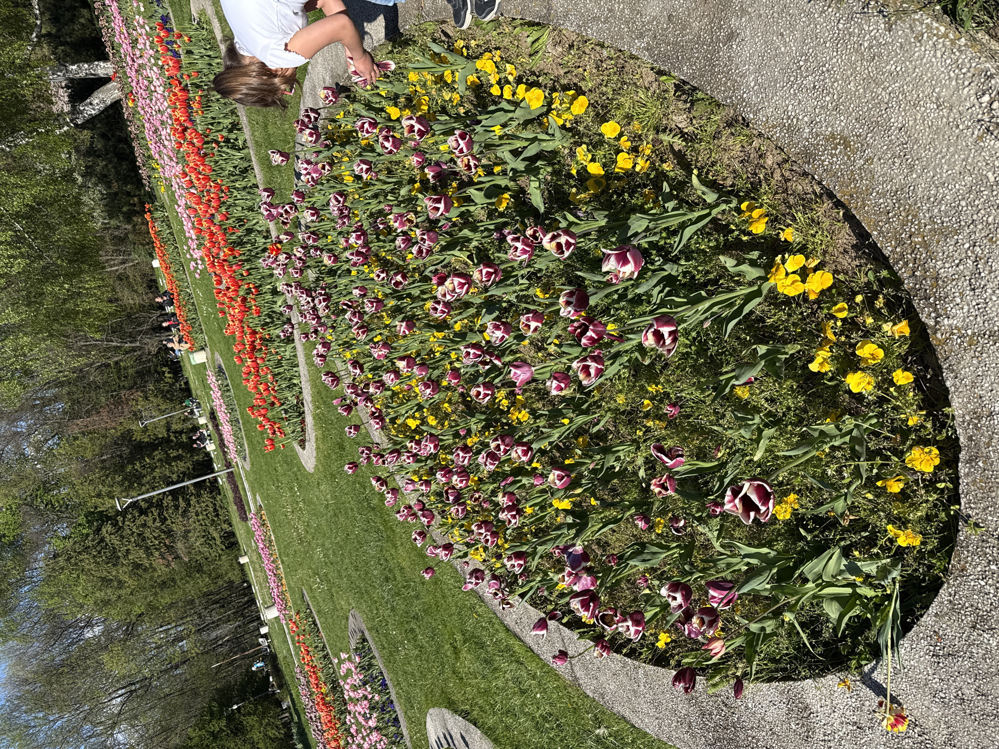The image shows a tulip garden in Sofia, Bulgaria. Rows of colorful tulips line the garden, with a mix of red, orange, pink, purple, and yellow flowers. A person is kneeling near the flowers in the upper right of the image. Grass and trees are visible in the background. A stone walkway runs alongside the flower beds.