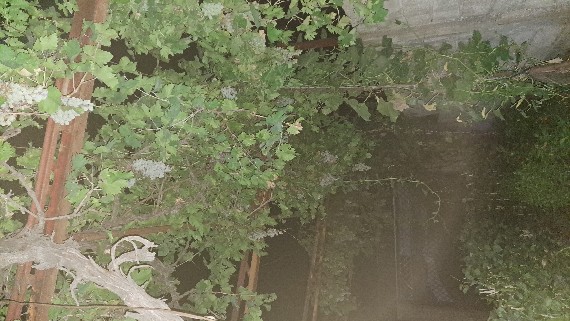 The image depicts an overgrown vine with clusters of light-colored grapes hanging from it, casting shadows on a dark background. The vine is supported by a rusty metal structure, possibly part of a pergola or trellis. Below the vine, there is dense green foliage, suggesting a garden or yard. The overall impression is one of abundance and natural growth. There are no people or animals visible in the image, and the setting appears to be outdoors. The image is taken from a low angle, looking upwards into the canopy of the vine.