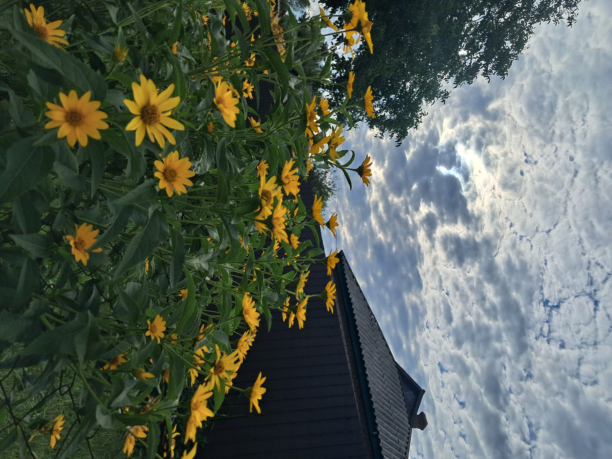 A cluster of bright yellow flowers with green leaves fills the foreground of the image. Behind the flowers, a dark wooden fence and a grey-tiled roof of a building are visible. The background features a sky filled with scattered clouds, with patches of sunlight breaking through. A large tree with dark green foliage is on the left side of the image. The scene appears to be an outdoor setting, possibly a yard or garden, in Kremenchuk, Ukraine. There are no people or animals in the image.