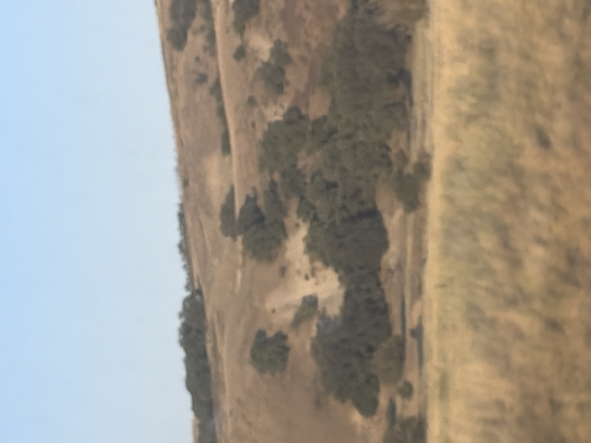 The image shows a blurry, distant view of a dry, grassy hillside with scattered trees. The sky is clear and blue. There are no people or animals visible in the image. The overall impression is of a rural or natural landscape. The location in Belogorki, Russia, cannot be determined from the visual information provided in the image.