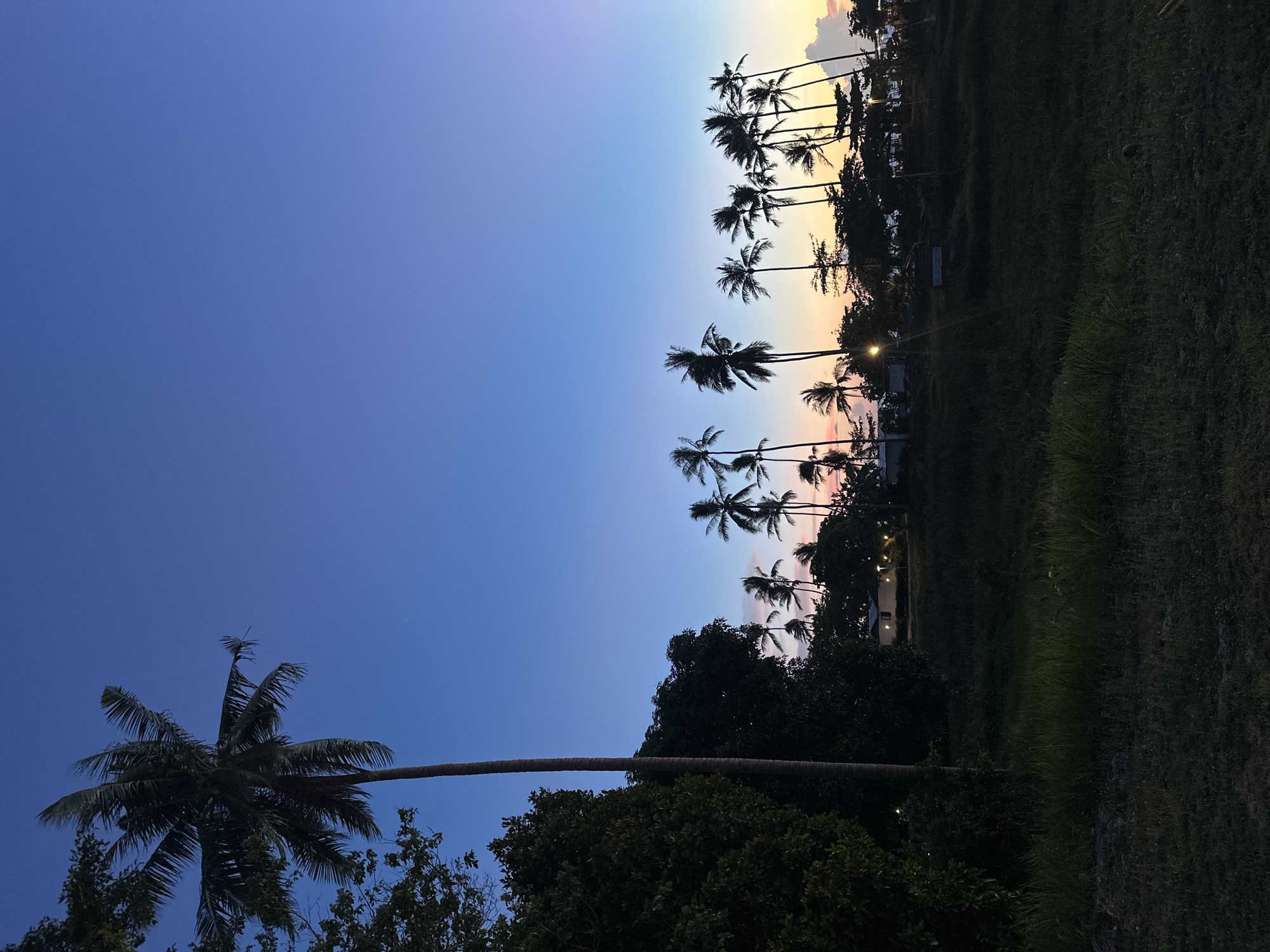 The image depicts a twilight scene with a clear, gradient sky transitioning from deep blue at the top to hues of pink and orange near the horizon. Silhouetted against the sky are numerous palm trees, varying in height and density, forming a distinct line across the middle ground. To the left, a large, dark green tree with dense foliage dominates the foreground, partially obscuring a tall, slender palm tree. The background reveals a few low-rise structures, possibly houses or bungalows, with illuminated lights suggesting habitation. The ground in the foreground is covered in dark grass and some patches of darker vegetation. The overall atmosphere is serene and tropical, characteristic of a coastal area at dusk.