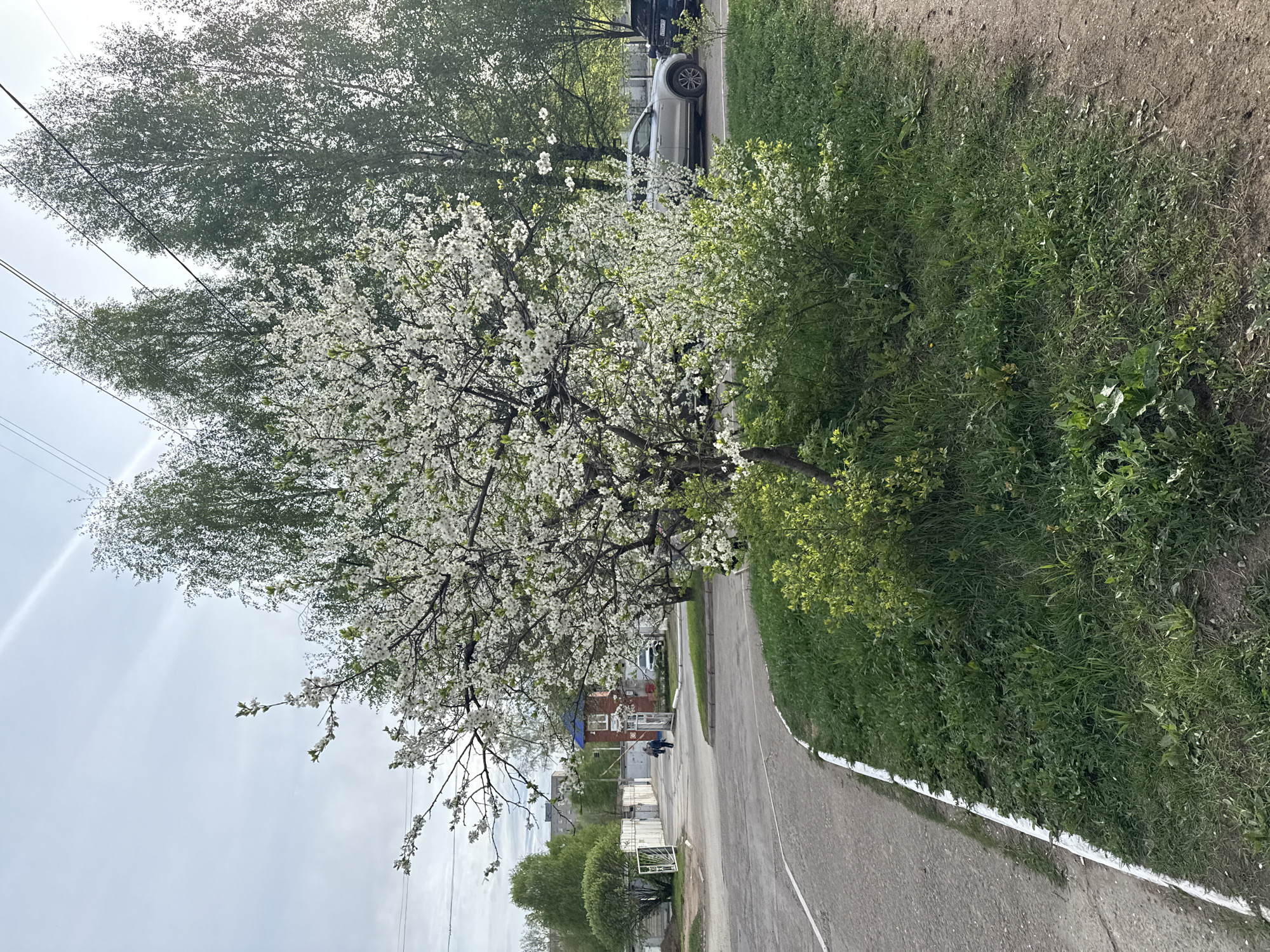 The image depicts a street scene in the city of Chaikovsky, Russia. A paved road runs diagonally across the frame, bordered by a patch of green grass and vegetation on the right. A blossoming tree with white flowers stands prominently on the left side of the road. In the background, there are buildings, trees, and a parked silver car. Power lines are visible above the trees. Two figures walk on the sidewalk behind the blooming tree. The sky is overcast.