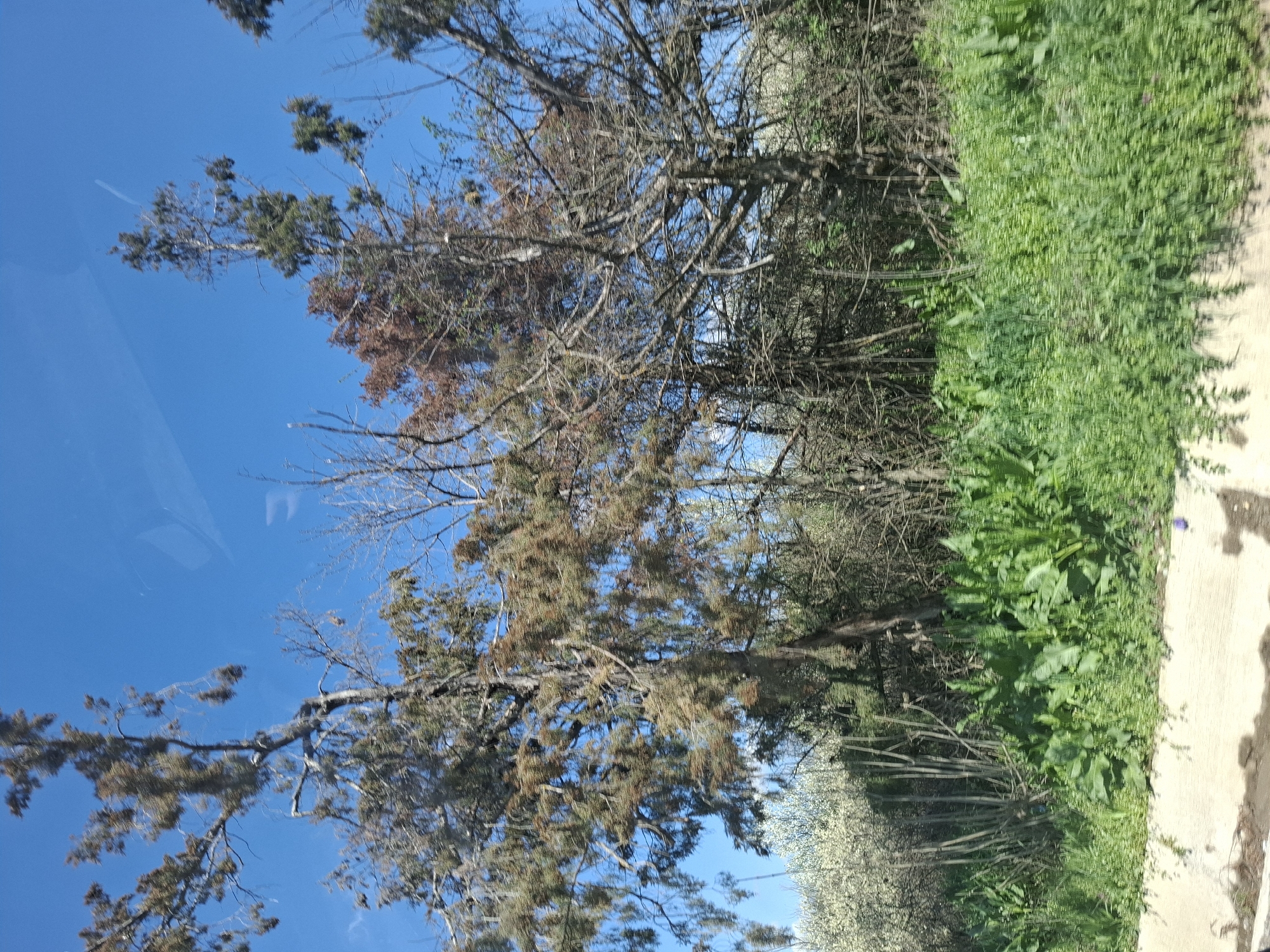 The image shows a roadside view in Studeno Buche, Bulgaria. The sky is clear and blue. A tree with brown and green foliage is visible in the foreground. A mix of green plants and low-lying shrubs line the edge of the road. A section of cracked concrete road is visible. A white blooming tree is in the distance. The photo appears to have been taken from inside a vehicle, judging by reflections in the top left.