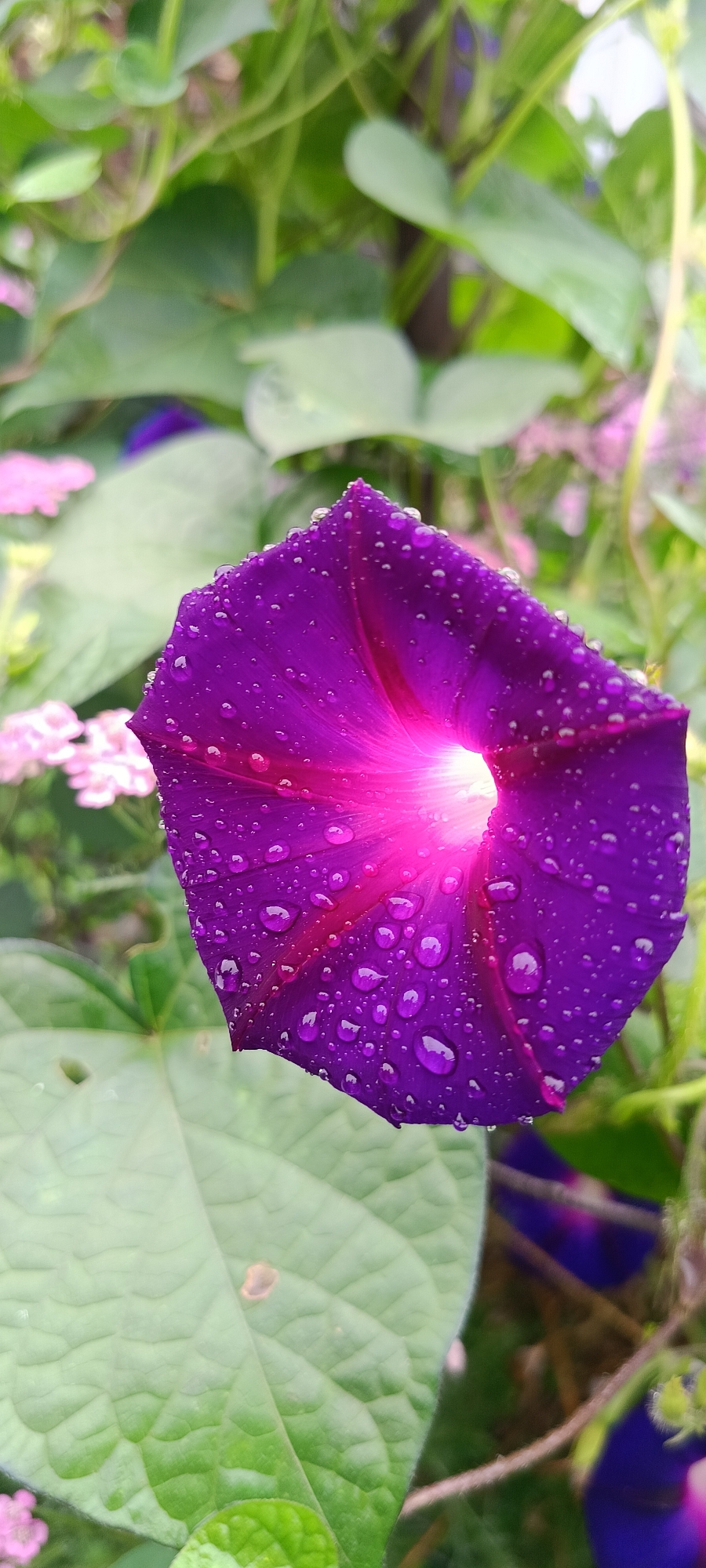 A close-up, vertically oriented photograph captures a vibrant purple morning glory flower in full bloom, covered in numerous glistening water droplets. The flower's trumpet-like shape is evident, with a bright, luminous center that transitions from white to pink and then to deep purple. The petals are delicate and slightly curved, showcasing the intricate veining. In the background, soft-focus green leaves and hints of smaller pink flowers create a natural, garden-like setting. The scene suggests a fresh, post-rain moment in a location that is likely rural or suburban, possibly a garden in or around the settlement of Бархатово, Russia, given the provided context. No people or animals are visible. The overall mood is serene and emphasizes the beauty of nature.