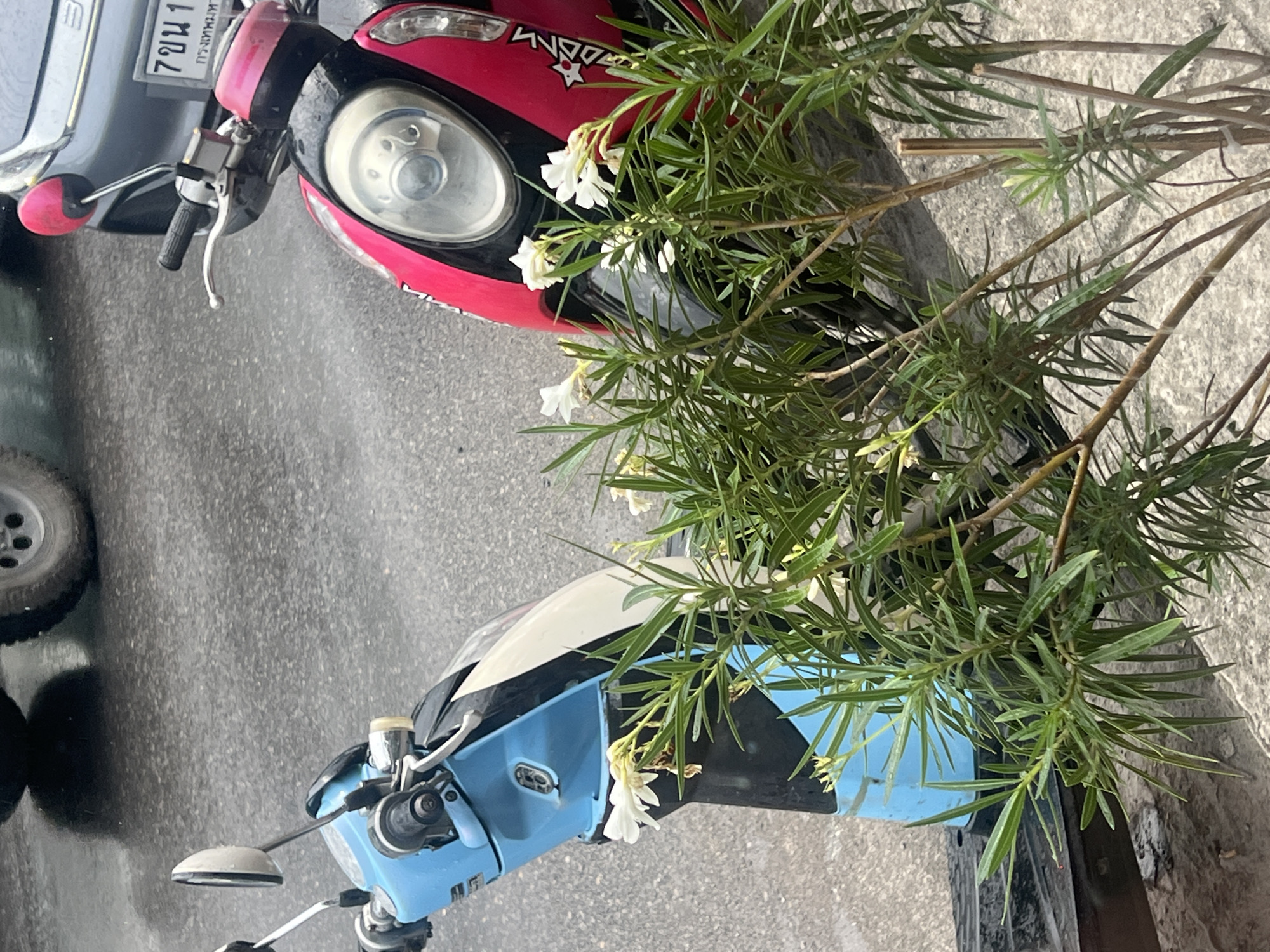 The image, when rotated upright, captures an outdoor scene featuring two parked scooters and a flowering plant on a paved surface, likely a street or parking area.
In the upper left quadrant, the front portion of a red and black scooter is visible, positioned next to the bumper and wheel of a grey car. A Thai license plate is clearly seen on the red scooter, displaying the characters "7 ขษ 1" and "กรุงเทพมหานคร" (Krung Thep Maha Nakhon), which is the official name for Bangkok, Thailand.
Towards the lower right, a blue and white scooter is partially visible, showing its handlebars and front fairing. Both scooters appear to be standard models, possibly used for daily commuting.
A prominent green plant with numerous narrow leaves and clusters of small white flowers dominates the central and right side of the frame. The plant, possibly an Oleander, grows upwards, partially obscuring parts of both scooters. Its branches and foliage create a natural, somewhat overgrown feel to the setting.
The ground is a light grey, textured paved surface, suggesting a sidewalk or road. The scene is illuminated by bright daylight, indicating clear weather. No people or specific activities are depicted; the vehicles appear to be stationary. The visible text on the license plate strongly indicates the location as Bangkok, Thailand.