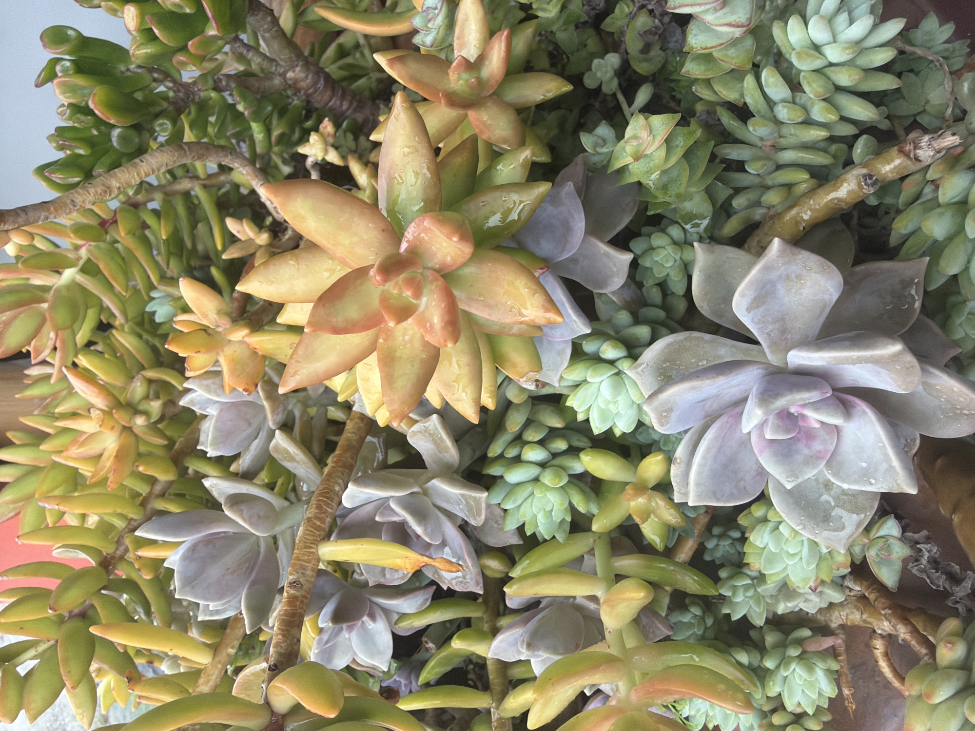 A close-up, overhead shot captures a dense collection of succulents in various shades of green, blue-green, and orange-red. The plants are wet, with visible water droplets on their leaves. In the foreground, a large, pale purple succulent with thick, fleshy leaves is prominent. Behind it, smaller, tightly packed green succulents form a textured carpet. To the right and top of the frame, succulents with elongated, finger-like leaves in shades of green and yellow-orange are intermingled. Thin, brown, woody stems weave through the foliage. The background is blurred, but hints of a reddish-orange structure and a lighter-colored surface suggest an outdoor setting. The scene is devoid of human presence or activity. The image does not provide information about the specific location within Đạ Cháy, Vietnam.