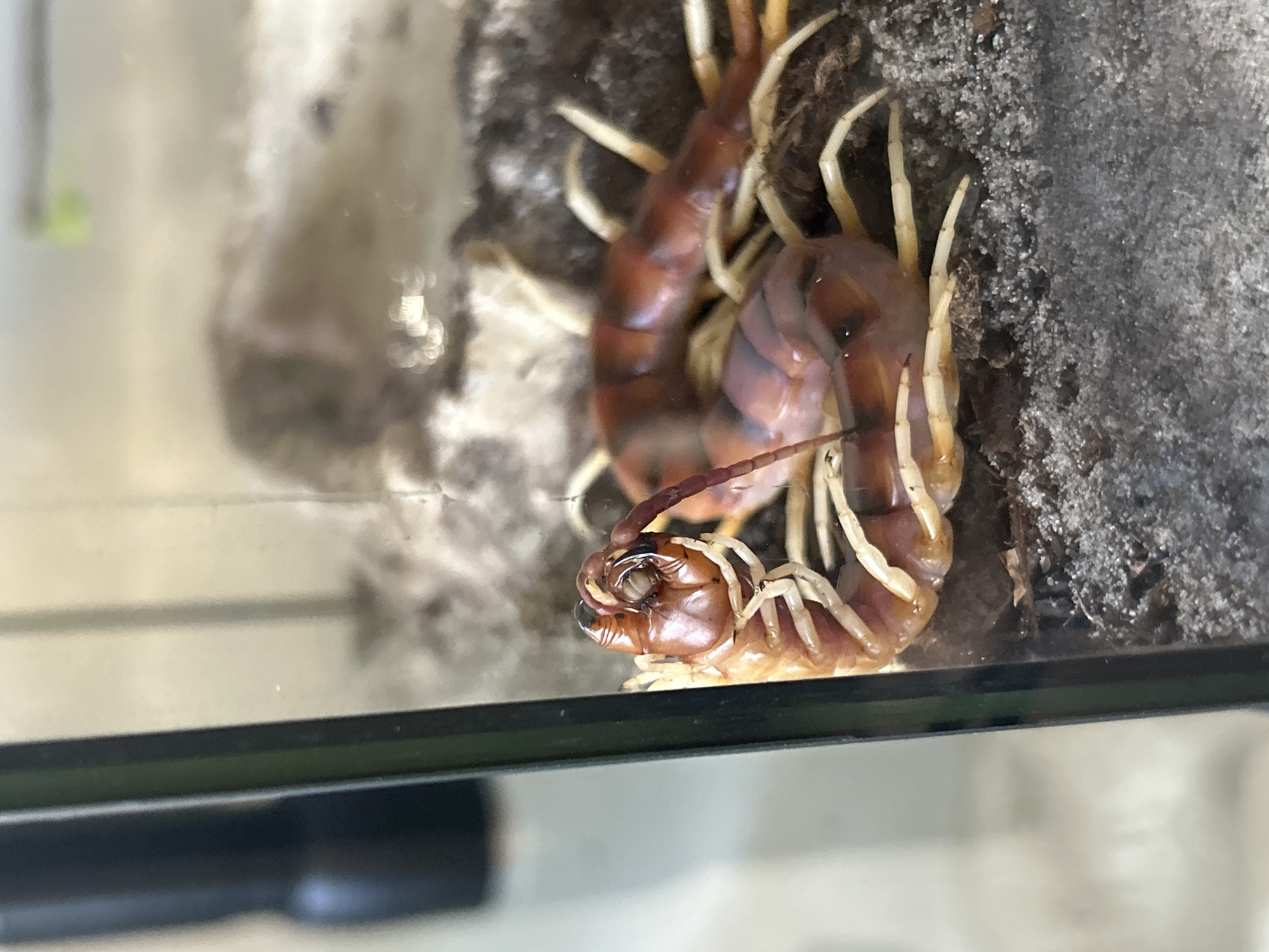 A close-up, eye-level, horizontal shot shows a centipede coiled inside a glass enclosure. The centipede's body is reddish-brown with dark stripes, and its numerous legs are light yellow. The enclosure contains sandy substrate. In the background, a black object with a blurred green element is visible. The scene is located in Cape Coral, United States of America.