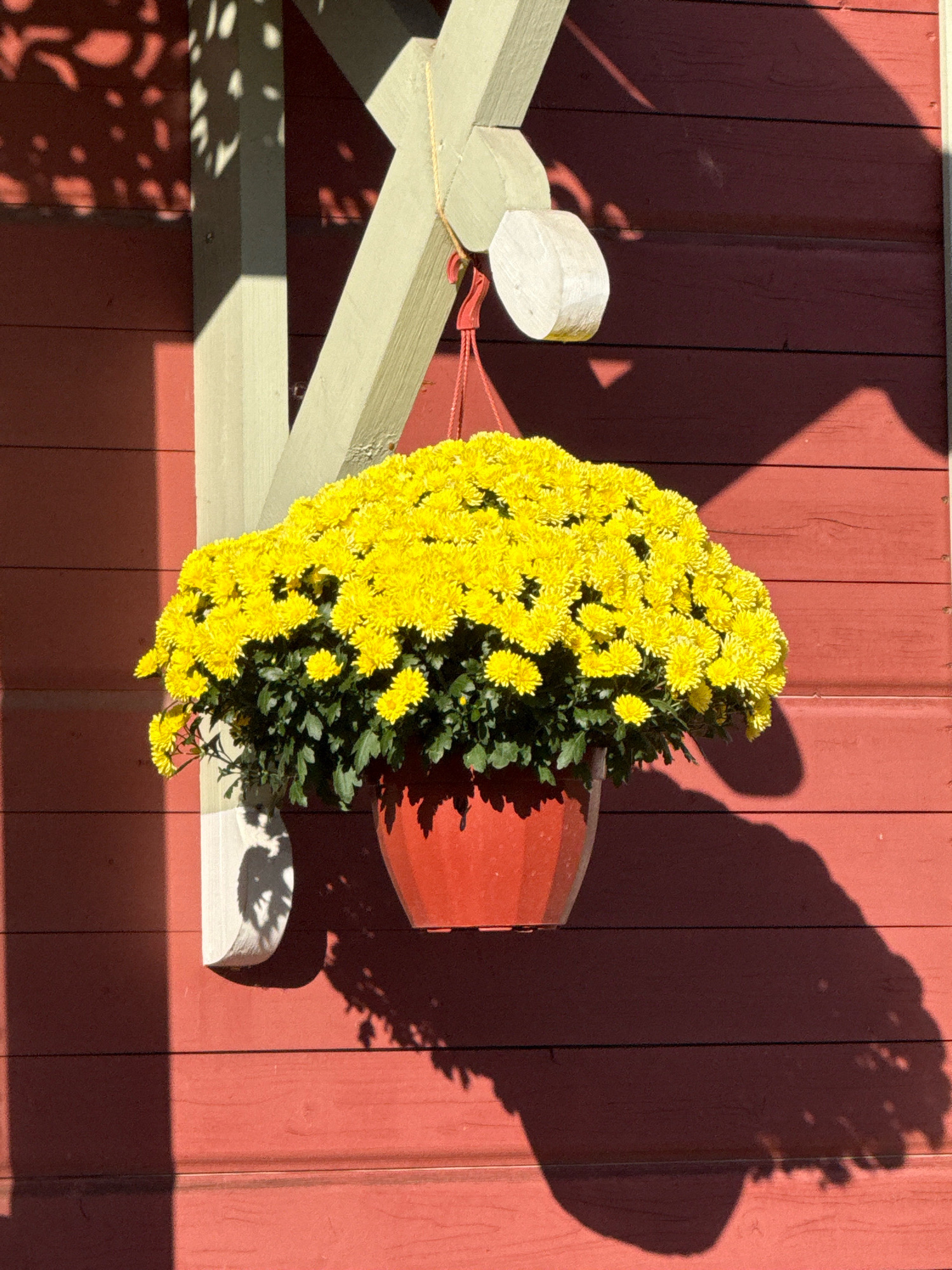 A bright yellow mum plant is displayed in a red pot, hanging from a wooden structure against a red wooden wall. The scene is illuminated by sunlight, casting distinct shadows on the wall. The image is taken in Zvenigorod, Russia.