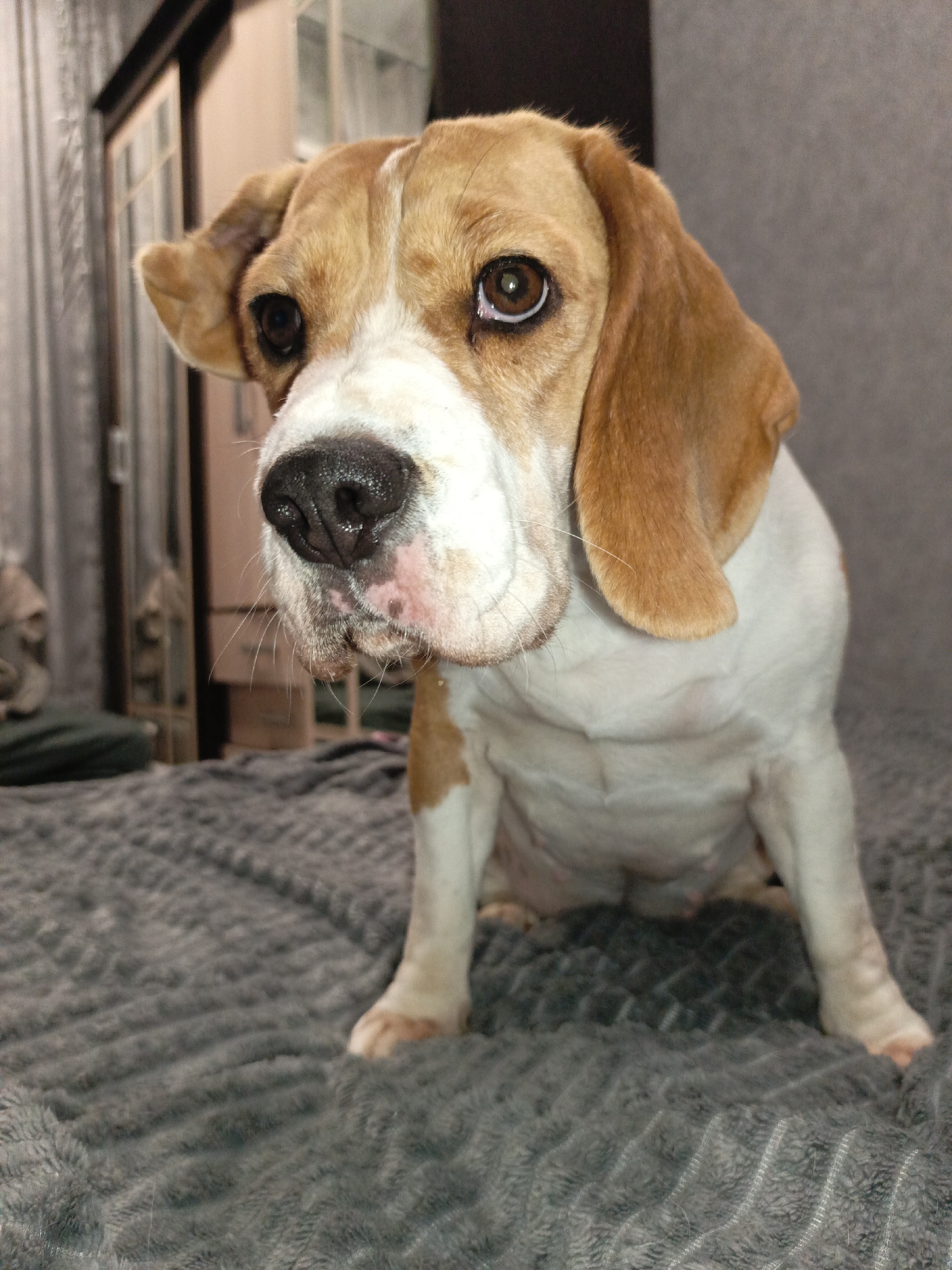 A tri-color Beagle dog is depicted sitting upright on a grey textured blanket. The dog exhibits white fur on its body, chest, and lower face, with tan-brown patches covering its head, ears, and parts of its back and legs. Its nose is black, and its dark brown eyes are focused directly on the viewer. The dog's head is slightly tilted to its left. In the blurred background to the left, a dark wooden furniture unit, possibly a wardrobe or cabinet with glass panels, is partially visible. To the right, a plain grey wall with a subtle texture is present. The scene is illuminated by indoor lighting within the city of Марковский, Russia.