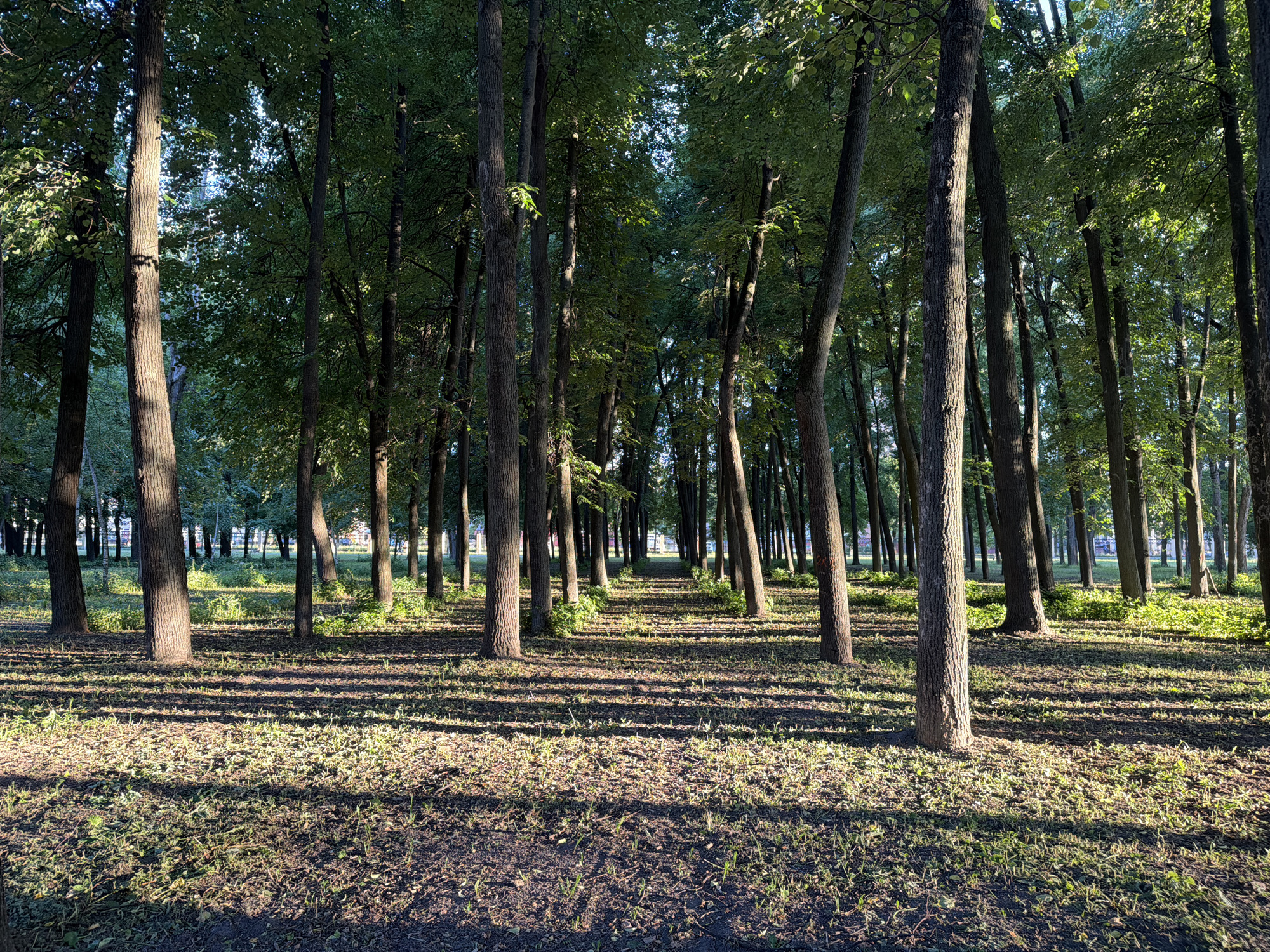 The image depicts a sun-dappled park pathway lined with mature trees. The ground is covered in a mix of grass, dry leaves, and soil, with long shadows cast by the trees stretching across the path. In the distance, the path leads to a more open area with more trees and a glimpse of buildings, suggesting an urban park setting. The trees are dense and form a canopy overhead, filtering the sunlight. The scene appears to be from the city of Kolomna, Russia, likely a public green space. There are no people or animals visible in the image.