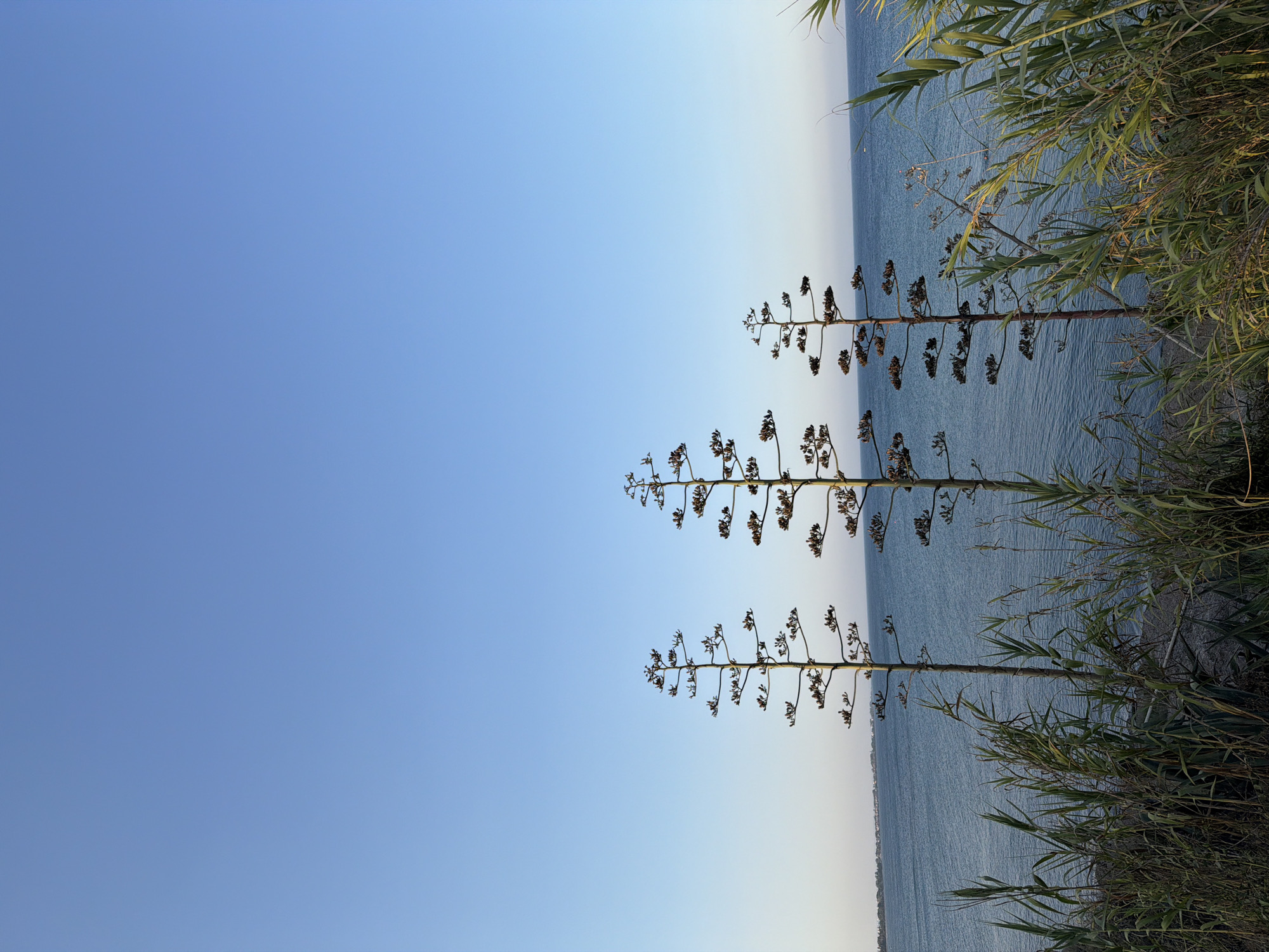 A vertical, eye-level shot captures three tall, flowering agave plants silhouetted against a clear, pale blue sky. The plants, with their thin, tall stalks and sparse, twig-like branches bearing small seed pods, are positioned towards the center and right of the frame. In the lower half of the image, a calm, blue sea stretches to the horizon, meeting a distant, hazy shoreline with faint structures. Tall, green grasses and reeds in the foreground partially obscure the view of the sea and the base of the agave plants. The overall lighting suggests a serene late afternoon or early morning setting. The location is identified as Meneou, Cyprus.