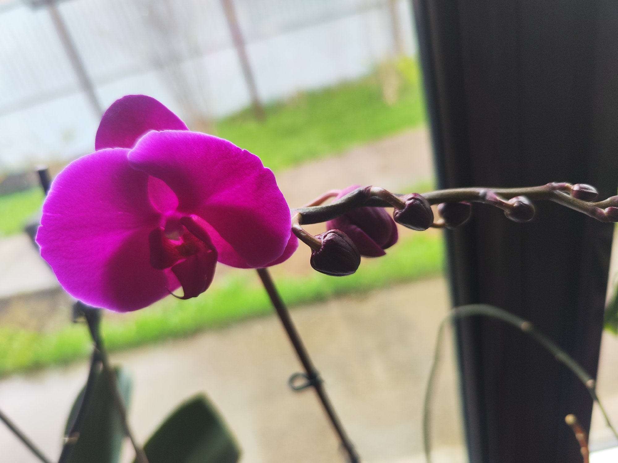 A close-up shot features a vibrant magenta orchid in bloom, with a stem extending to the right showing several unopened buds. The orchid is positioned indoors, likely near a window, as suggested by the blurred background showing greenery and a fence-like structure, potentially indicating a backyard or garden. The lighting suggests an overcast day. The scene does not offer specific clues to confirm it is located in Chaikovsky, Russia, based on visible content alone.