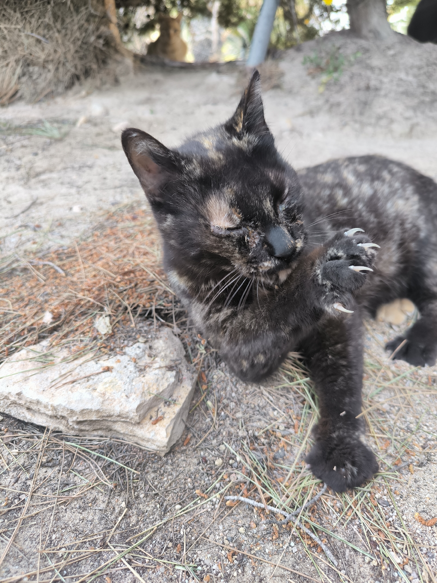 A tortoiseshell kitten is lying on sandy ground in an outdoor location. The kitten is grooming itself, holding its right paw to its face. The paw is extended and the claws are visible. To the left of the kitten is a light-colored rock. The ground is covered with dry grass and twigs. In the background, there is a tree and foliage.
