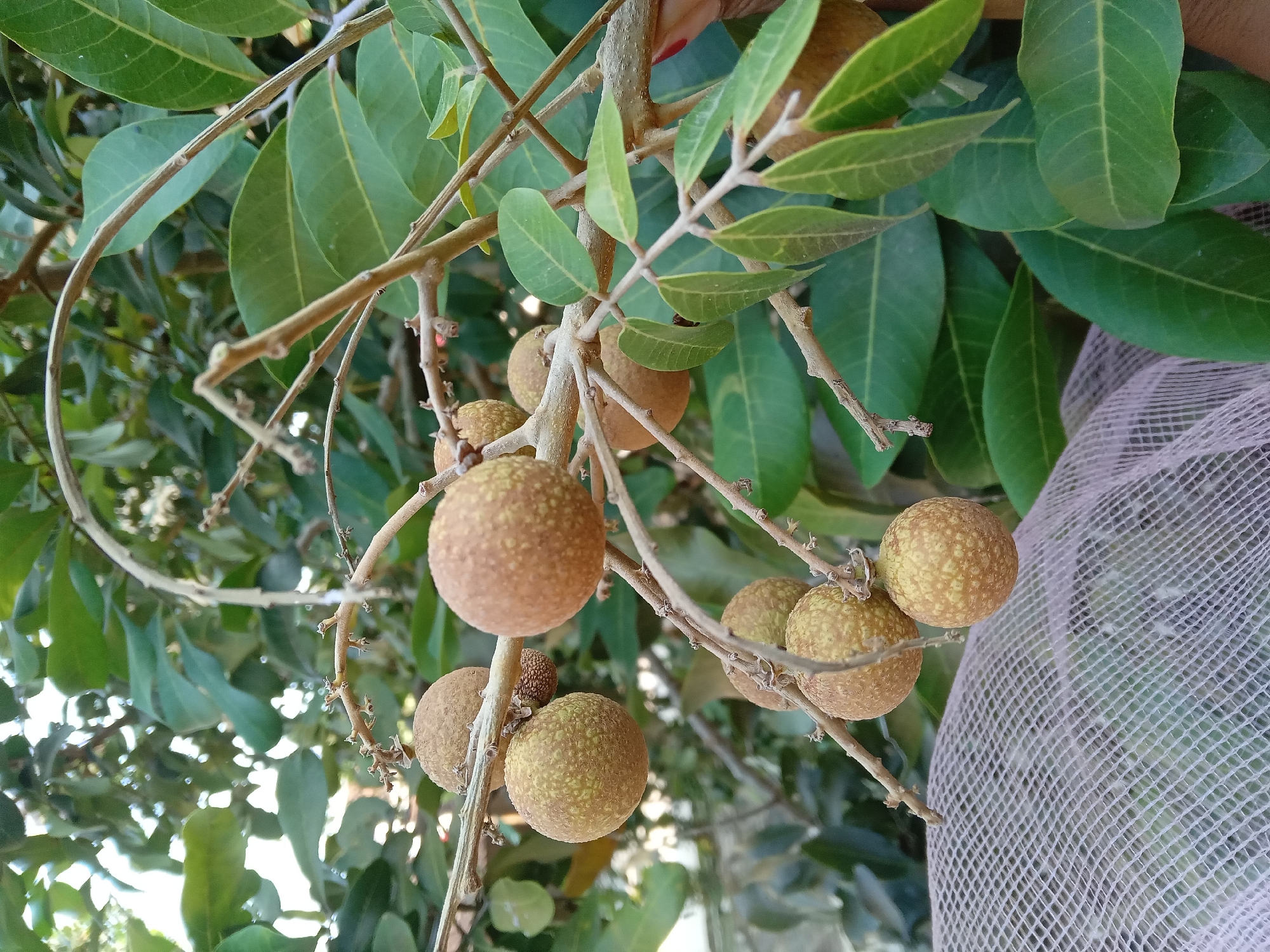 The image shows a close-up of a longan tree branch with several ripe longan fruits. The fruits are round, light brown, and have a textured skin. They are clustered together on the branch, with some leaves visible in the background. A light pink netting is draped over some of the fruits and branches, suggesting they are being protected. The image appears to be taken outdoors, with natural light illuminating the scene. The presence of the netting suggests this is a cultivated tree in a residential or agricultural setting, possibly in Kedunggudel, Indonesia, where longans are a common fruit.