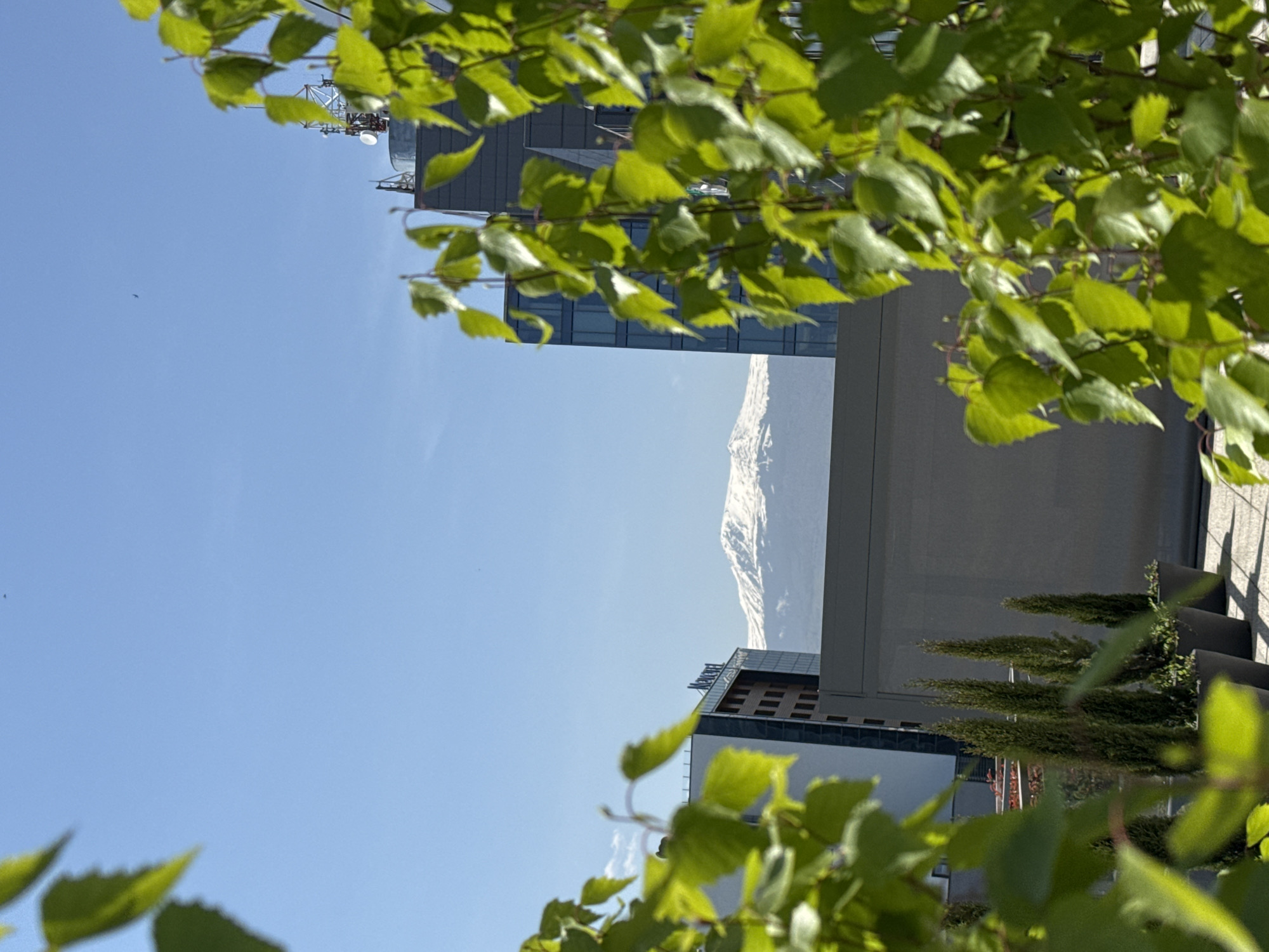 The image displays a vibrant urban landscape in Sofia, Bulgaria, set against a backdrop of a majestic snow-capped mountain, likely Vitosha. The perspective is framed by lush, bright green leaves in the foreground, suggesting a view from a high vantage point such as a balcony or rooftop garden.
In the midground, several modern buildings are visible under a clear, brilliant blue sky. One building features a sleek, dark glass facade, reflecting the daylight. Another structure appears to have a more solid, gray exterior. On a terrace or rooftop area of one of the buildings, several neatly arranged conical evergreen trees are planted in containers, casting visible shadows that indicate bright sunshine. The distant background is dominated by the prominent, snow-covered peak of a mountain, creating a striking contrast between the city's architecture and the natural environment.
The sky is cloudless, a uniform light blue. A very small, dark speck, possibly a bird or insect, is faintly visible against the sky in one of the provided close-up views. The time of day appears to be sunny morning or afternoon, with clear weather conditions. No specific human activity or people are directly visible, and there is no discernible text in the image. The overall scene conveys a serene blend of urban development and natural beauty.