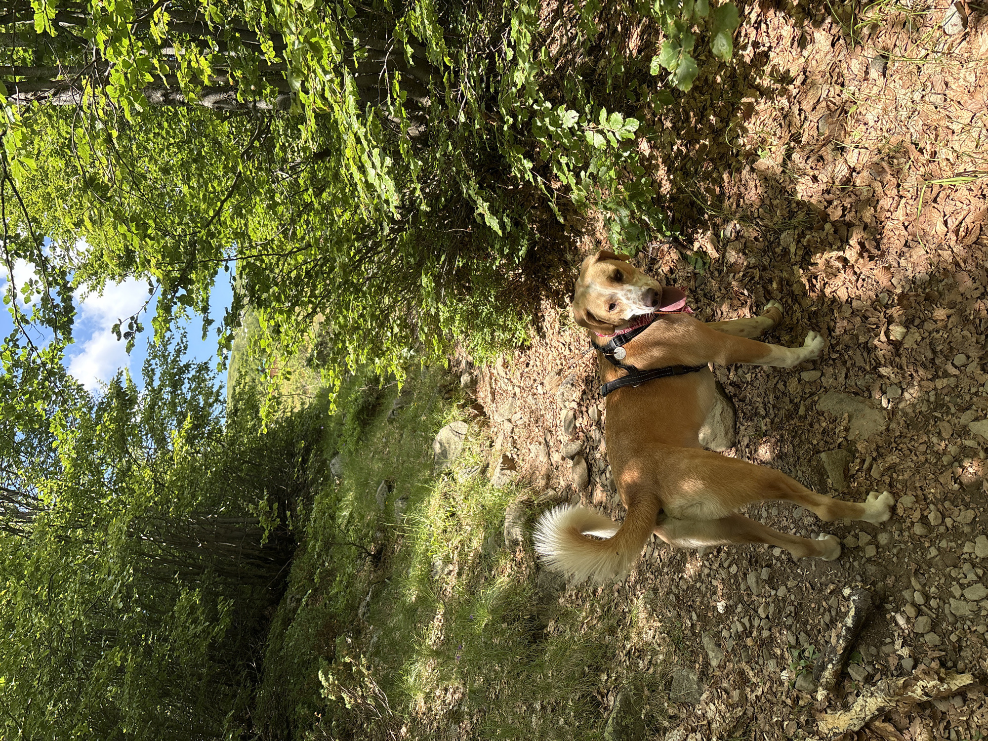 A medium-sized, tan and white dog with its tongue out stands on a rocky, leaf-strewn path in a sun-dappled forest. The dog faces the camera, looking slightly to its right. The path slopes upwards, bordered by dense green foliage and trees on both sides. Sunlight filters through the leaves, creating patches of light and shadow on the ground and the dog. In the background, the path continues uphill, and the sky with a few clouds is visible through the trees. The scene appears to be in a natural, wooded area, likely a hiking trail.
