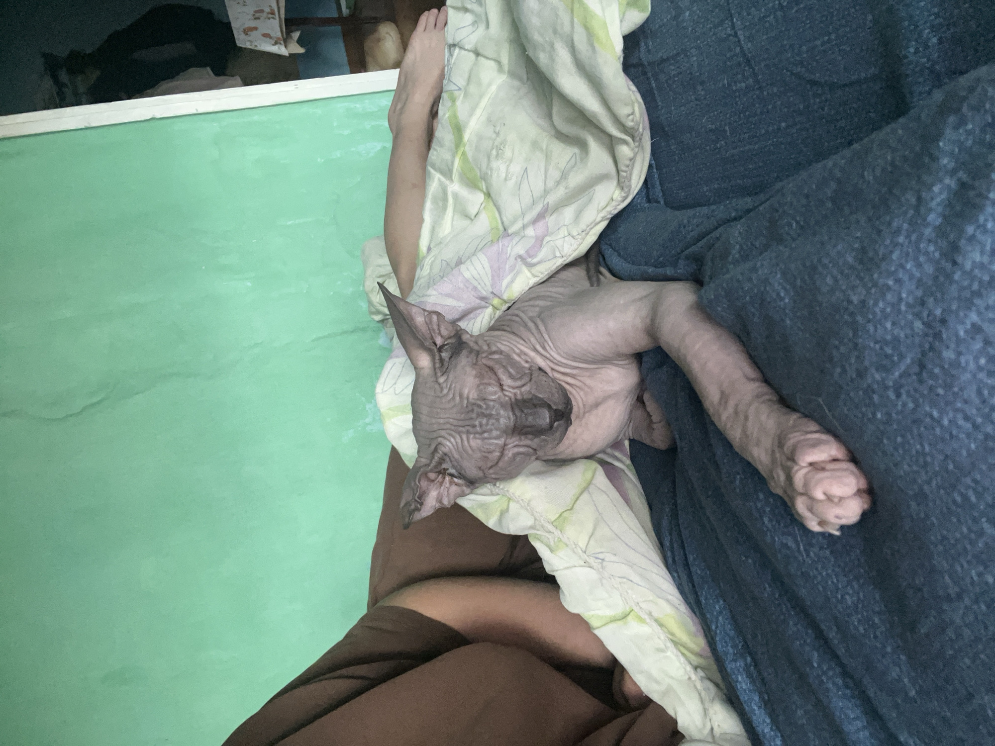 A hairless cat, a Sphynx, lies asleep on a blanket and couch in what appears to be a domestic setting. The blanket has a light green and white floral pattern, while the couch is covered in blue denim. Part of a human leg and foot is visible next to the cat. The room has light green walls and a white baseboard. Additional items are visible in the background, but lack enough clarity to identify specifically. The scene doesn't appear to be taken in a city environment and there is no basis to infer that this image was taken in Nizhny Tagil, Russia.