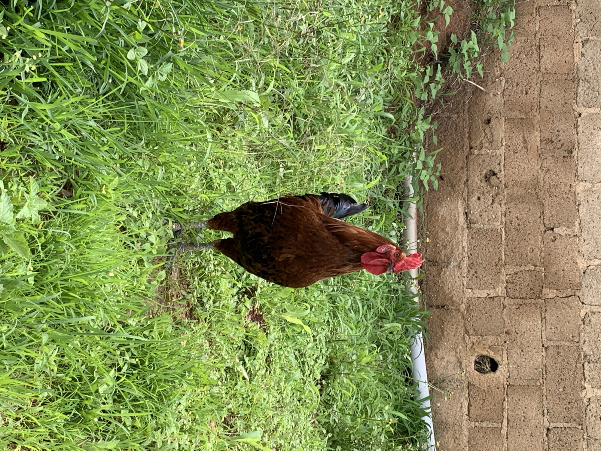 A brown hen is standing on lush green grass. The hen has red comb and wattle, and black and brown feathers. She is looking to her right, with her head slightly tilted. In the background, a wall made of rough, tan bricks is visible. The wall has some small plants growing on it. To the left of the hen, a white pipe runs along the ground. The scene appears to be outdoors, possibly in a rural or suburban setting in Jos, Nigeria, given the natural vegetation and the brick wall construction. The lighting suggests it might be daytime, with natural light illuminating the hen and the surroundings. There is no text visible in the image.