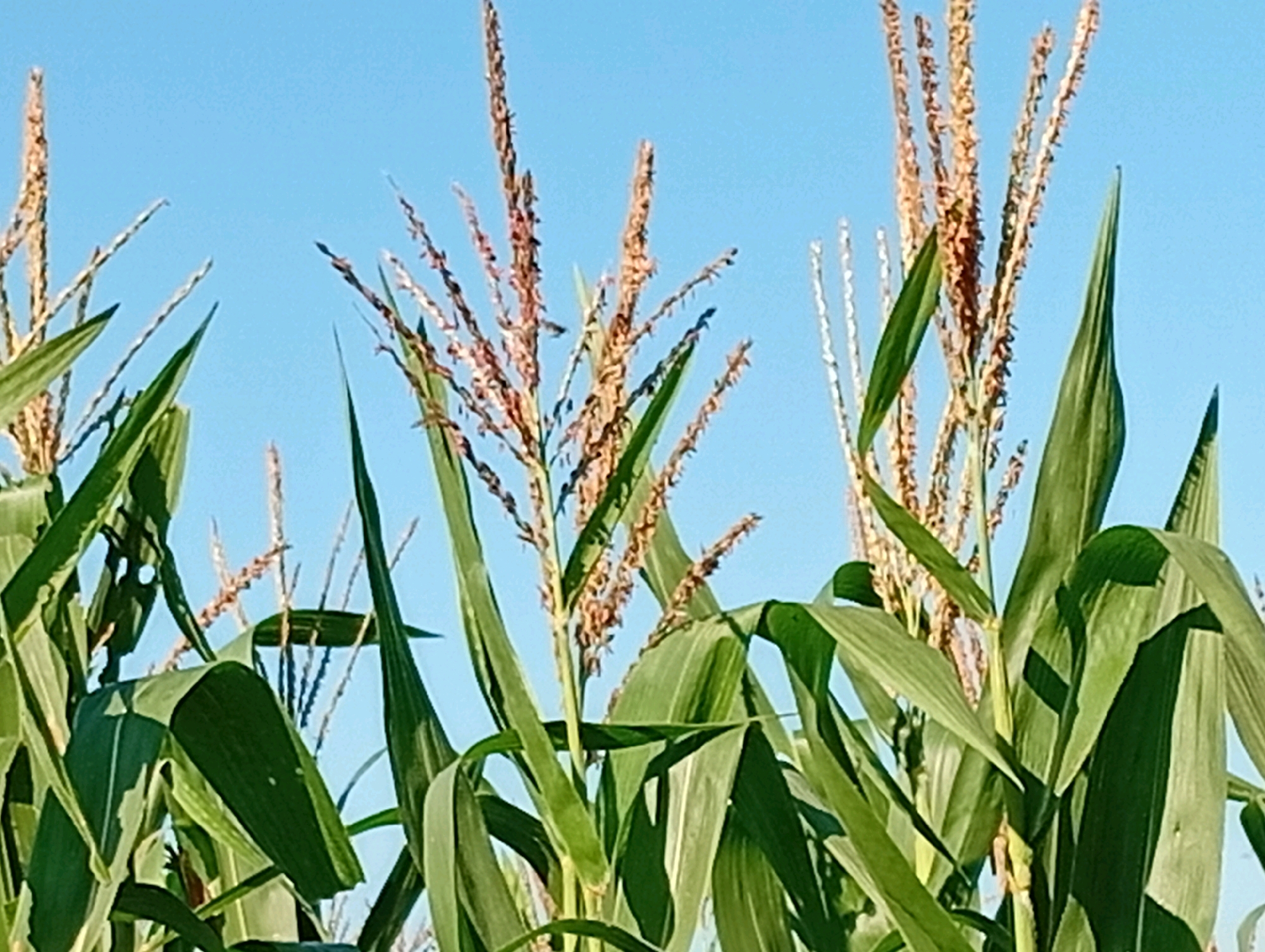 A low-angle, medium shot captures a close-up view of corn stalks against a clear blue sky. The corn plants are lush and green, with broad leaves and tasseled tops. The tassels are a reddish-brown color and appear to be shedding pollen. The image is sharp and well-lit, with the sun illuminating the plants from the side, creating subtle shadows on the leaves. The overall impression is one of a healthy and vibrant cornfield under a bright sky. The location is specified as Miritpetikusan, Indonesia, suggesting a rural or agricultural setting.