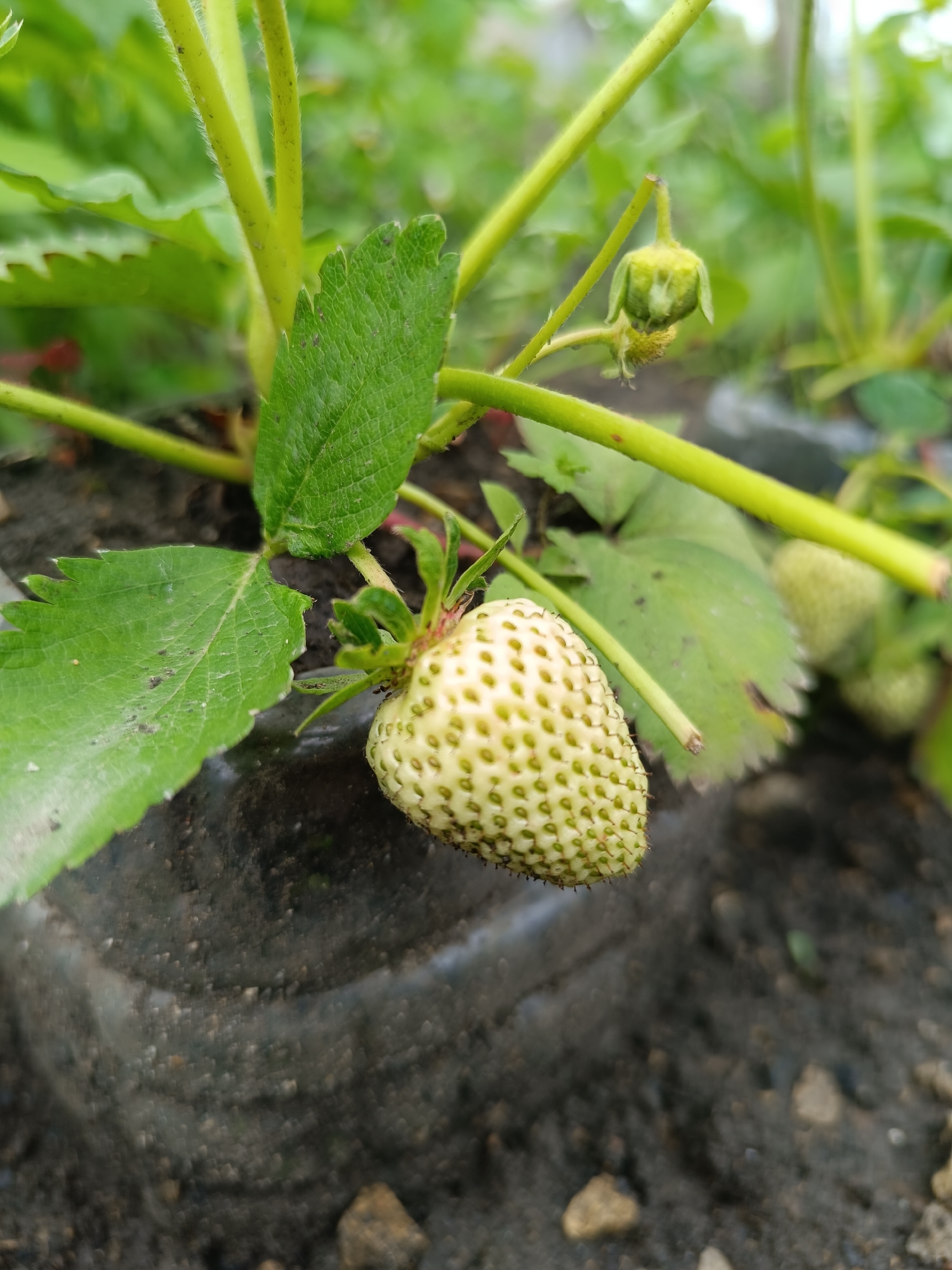The image shows an unripe strawberry growing in a garden, likely located in the city of Lermontov, Russia. The strawberry is green with visible seeds and is attached to a plant with green leaves. The plant is growing in what appears to be a recycled plastic container filled with soil. The surrounding environment includes other plants and soil.