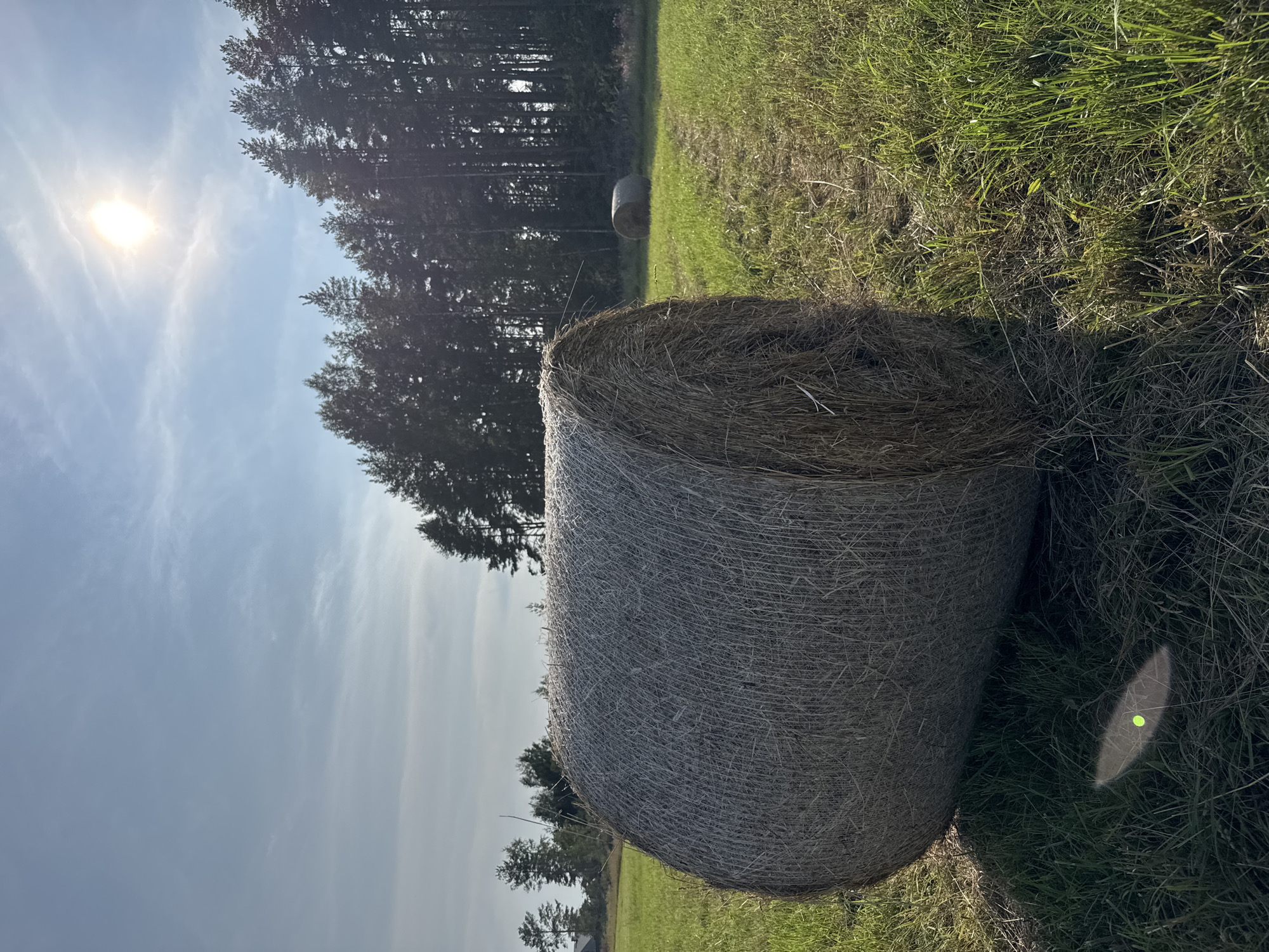 A bright, sunny day is captured in a rural landscape. In the foreground, a large, round bale of hay rests in a field of green grass. The hay bale is textured with dry, straw-like material. Further in the distance, another hay bale is visible in the field. A line of tall, dark green pine trees forms a dense forest along the horizon. The sky is a pale blue with wispy white clouds, and the sun shines brightly, casting a lens flare in the upper right quadrant of the image. The scene appears to be in Yablonovka, Russia, given the typical rural scenery and the presence of pine forests. There are no people or animals visible in the image.