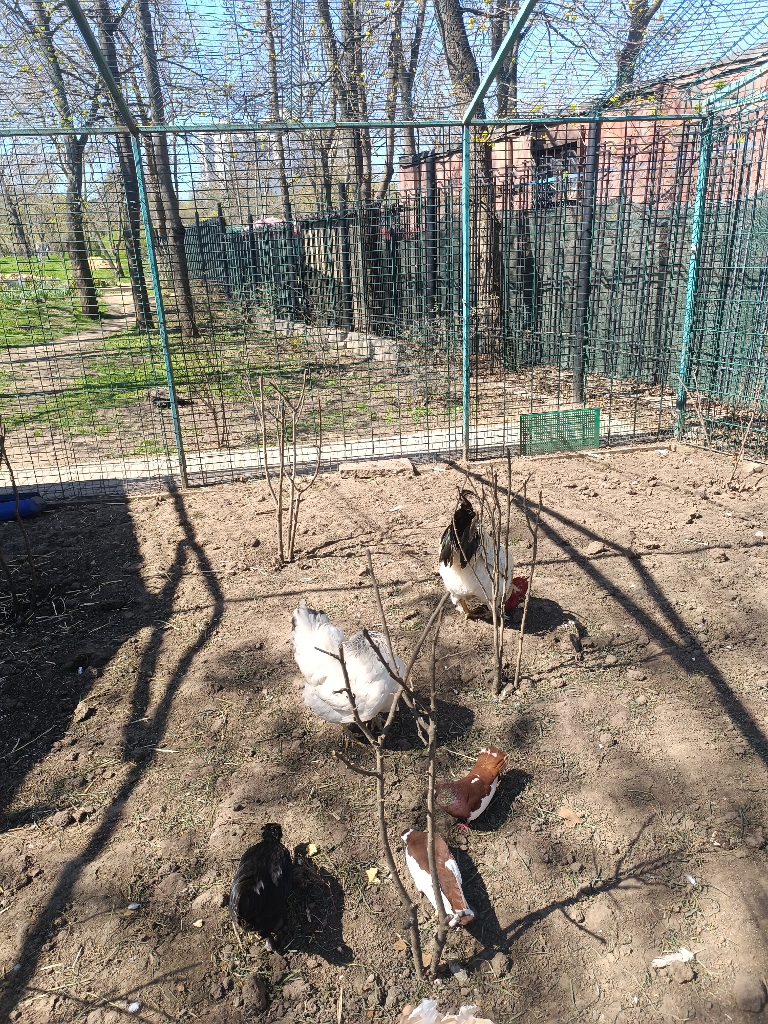 The image depicts an outdoor enclosure with a wire mesh fence, likely a chicken coop, located in a city park. Inside the enclosure, several chickens of varying colors (white, black, brown and white, white and black) are observed pecking at the ground, which consists of bare soil with some sparse vegetation. A few small, leafless saplings are also present inside the enclosure. The fence casts shadows on the ground, indicating a sunny day. Outside the enclosure, trees with budding leaves are visible, suggesting early spring. The exact city is not identifiable from the visual information.