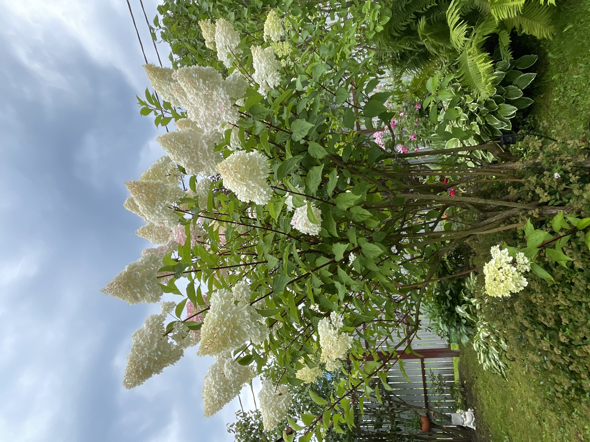 In an outdoor garden setting in Ленинградская, Russia, a large panicle hydrangea bush with numerous white and pale pink blooms dominates the center of the frame. The bush has lush green foliage and dark reddish-brown stems. In the background, a weathered wooden fence runs horizontally, separating the garden from what appears to be a grassy area. To the left of the fence, a small garden gnome is visible on the lawn. The sky above is overcast with a mix of gray and white clouds. Other garden plants, including hostas and ferns, are visible to the right and in the foreground, adding to the dense greenery of the scene. There are no people or animals present.