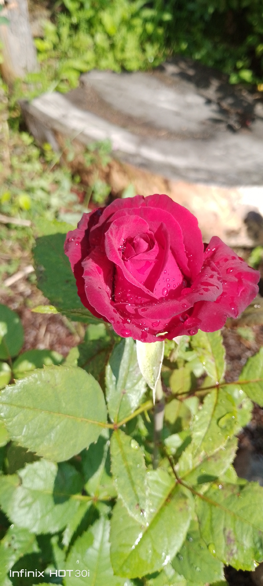 A close-up, vertical, eye-level shot captures a deep red rose with water droplets on its petals, set against a blurred background of green foliage and dappled sunlight. The rose is the central focus, its tightly furled petals creating a rich, velvety texture. The water droplets glint, suggesting recent rain or dew. The stem and leaves are a vibrant green, some appearing slightly wilted, adding a natural, outdoor feel to the scene. The lower portion of the image displays a portion of the lower leaves and stem of the rose bush. In the bottom left corner, the text "Infinix HOT 30i" is visible, indicating the phone model used for the photograph. The background is soft and indistinct, hinting at an outdoor garden setting with what appears to be a tree stump or natural wood formation in the upper left quadrant and a pathway or paved surface in the upper right. There are no people present in the image. The location is stated to be Kedrovy, Russia.