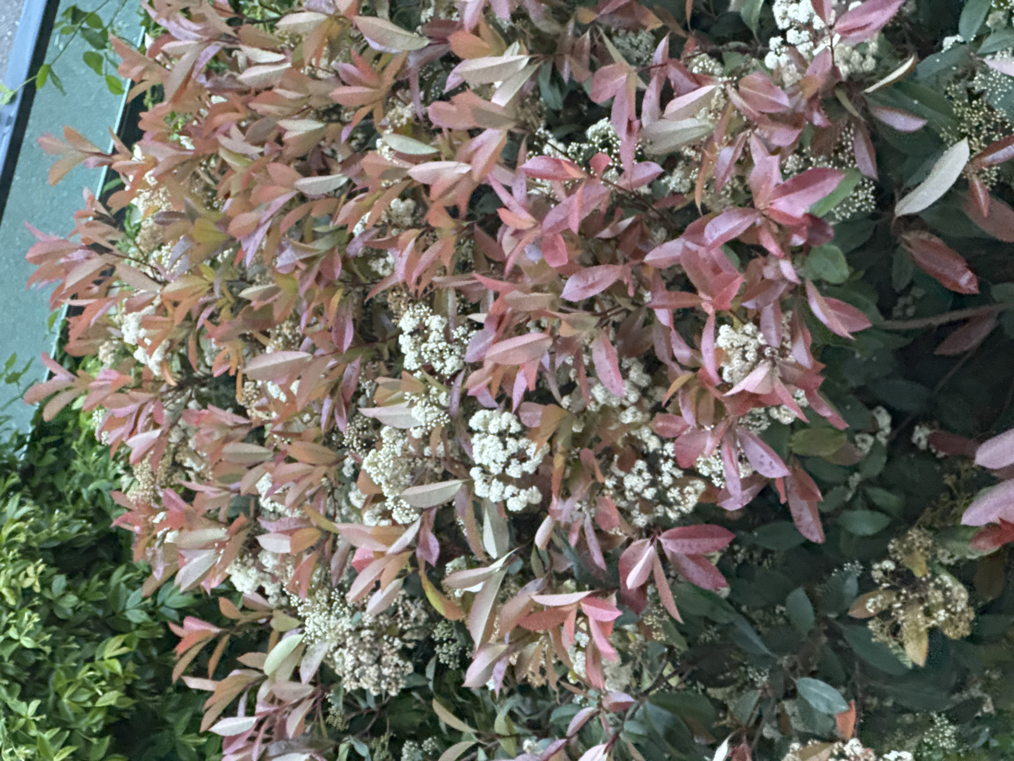 A close-up shot showcases a dense bush with a mixture of reddish-pink and green leaves, punctuated by clusters of small white flowers. The scene is likely outdoors in an urban environment, given the presence of green foliage and the absence of a natural landscape. The composition is primarily focused on the plant life, with no people or other objects visible. The setting appears to be on the edge of the city of Unknown, Unknown, as the bush is situated near a building structure with a metallic finish, indicating a junction between the built environment and green spaces.