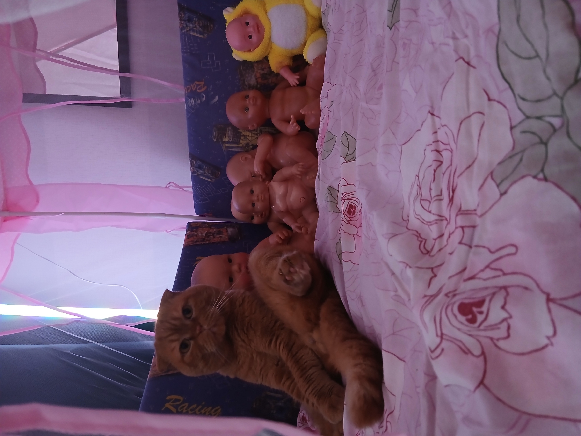 An indoor scene shows an orange Scottish Fold cat lying among a collection of dolls and toys on a blue, patterned surface, likely a bed or play area. The dolls, varying in skin tone from pale to darker, are densely arranged, with one doll wearing a yellow, hooded outfit. A pink floral-patterned fabric drapes over some of the dolls and the cat. A pink netting, possibly part of a canopy or bed decoration, is visible in the foreground and upper left corner. A framed object is visible in the background on the wall. The location is Chaikovsky, Russia.