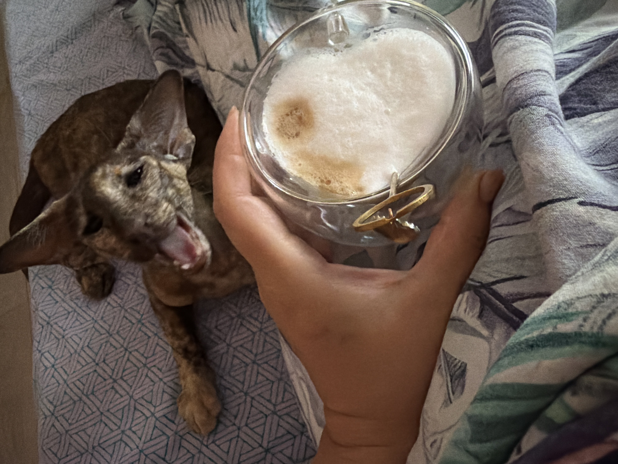 The image shows a person holding a glass mug filled with a foamy beverage, likely coffee or a latte. The mug has a small golden decorative object hanging from the handle. To the left of the hand, a cat with a brindle pattern is lying on a bed with a patterned blue and white sheet. The cat appears to be yawning or meowing. The background consists of a duvet or blanket with a floral or abstract design in shades of gray, blue, and green. The location, Chaikovsky, Russia, is not discernible from the visual information provided.