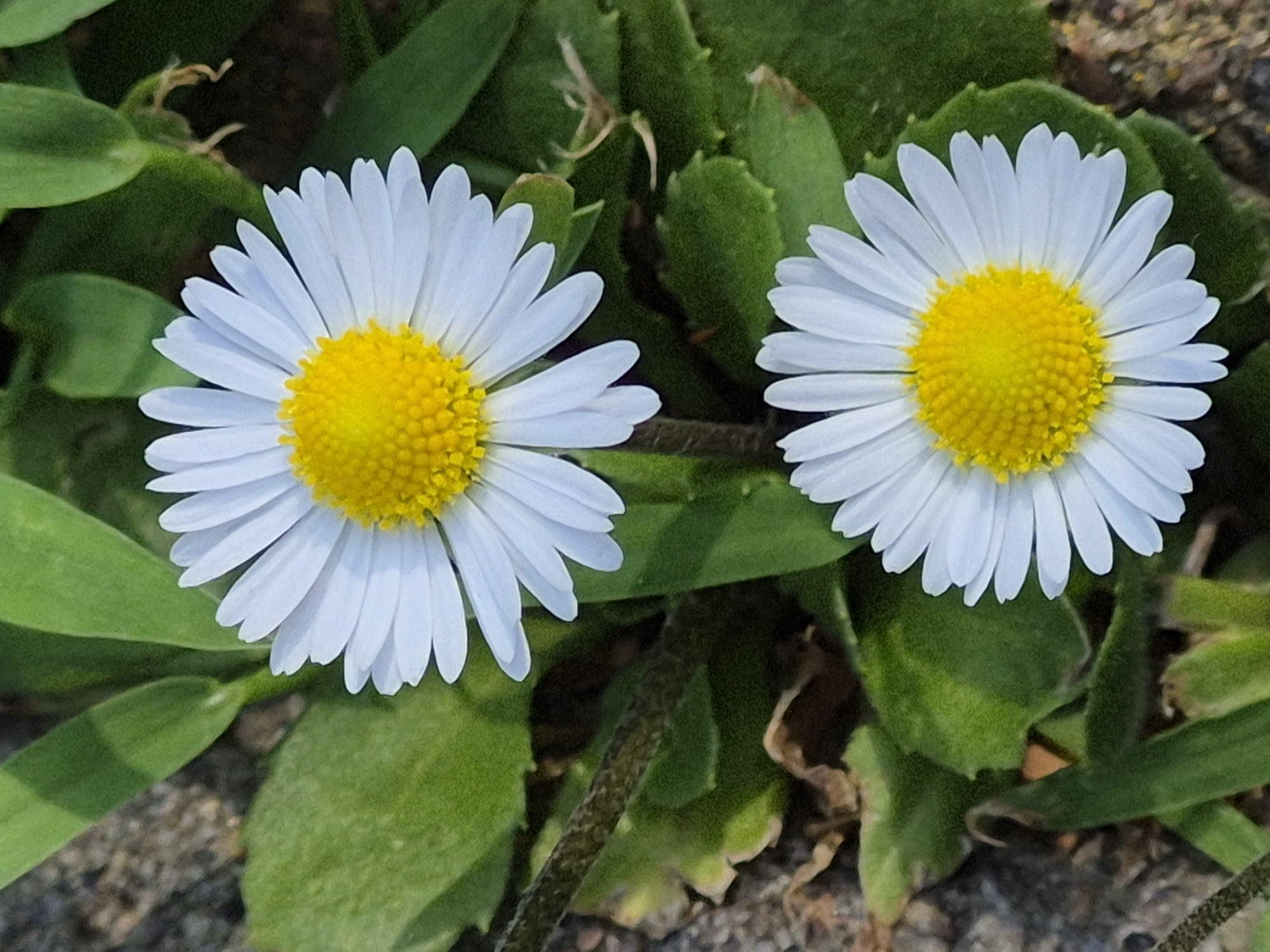 This is a close-up, high-angle shot of two white daisies with yellow centers, surrounded by green foliage. The daisies are the primary subjects, positioned in the upper left and upper right quadrants of the frame. Their white petals are thin and pointed, radiating outwards from the textured, yellow disc florets. The surrounding leaves are a vibrant green, with some appearing broad and fleshy, while others are long and grass-like. The ground beneath is a mix of small stones and soil, suggesting an outdoor setting.
The lighting appears natural, indicating it could be daytime, possibly morning or afternoon, with soft illumination that highlights the delicate textures of the petals and leaves. There are no visible signs of specific weather conditions, but the presence of dew or moisture on some leaves isn't discernible. The overall mood is one of natural beauty and tranquility, a simple moment captured in a garden or natural environment. No people or specific activities are depicted. No text is visible in the image.