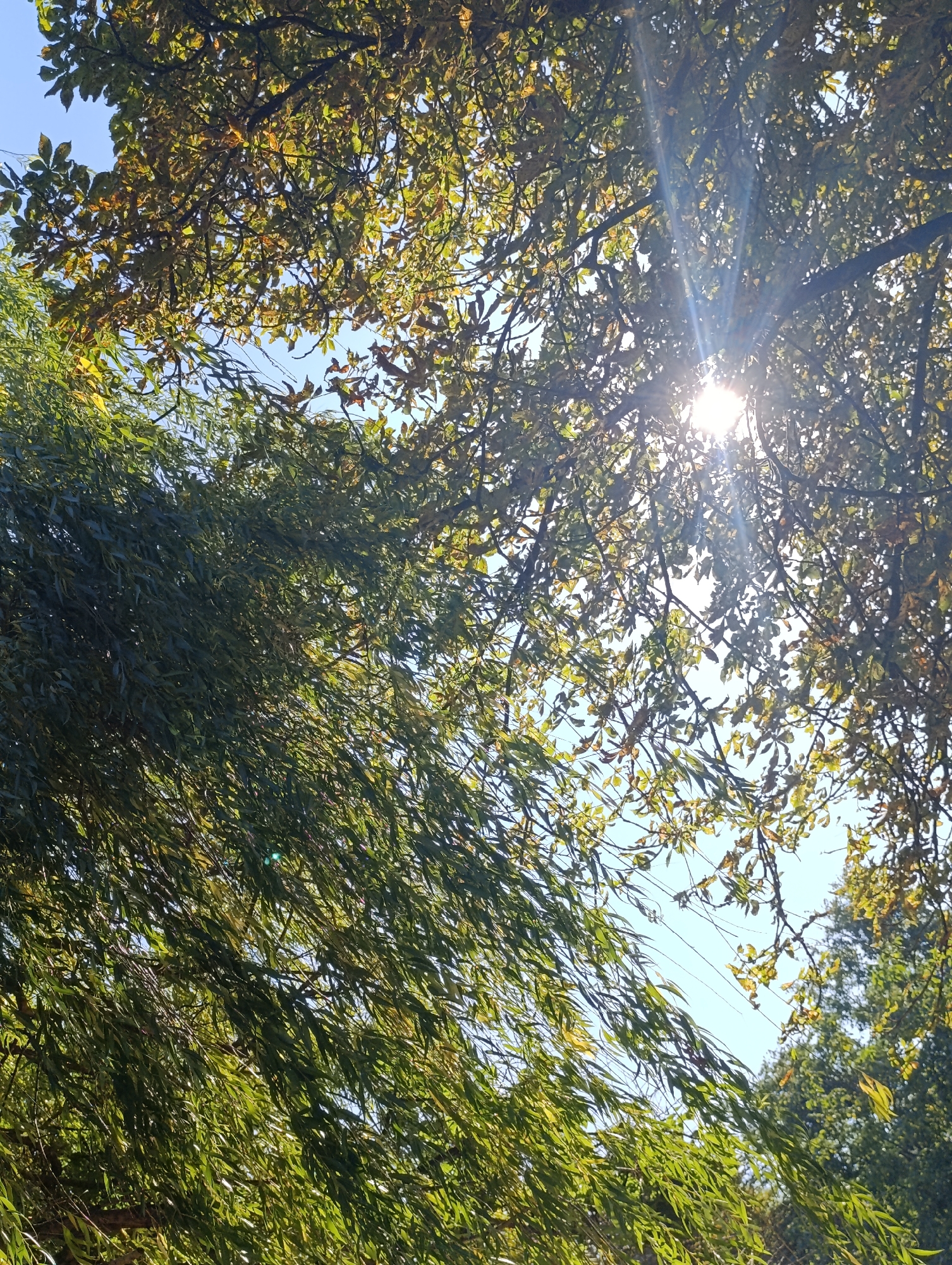 The image shows a view looking up through the branches and leaves of trees against a clear blue sky. In the upper right quadrant, the sun is visible, casting strong rays of light that create a lens flare effect across the foliage. The leaves on the trees appear to be a mix of green and some autumnal yellow or brown hues. On the left side of the frame, a section of the trees features long, drooping leaves that are swaying, suggesting a light breeze. The overall scene is one of nature in an outdoor setting, possibly a park or a residential area with mature trees. The context of Bila Tserkva, Ukraine, indicates this is likely a natural scene within that geographical location. There are no people or visible man-made structures in the frame, focusing solely on the trees and sky.
