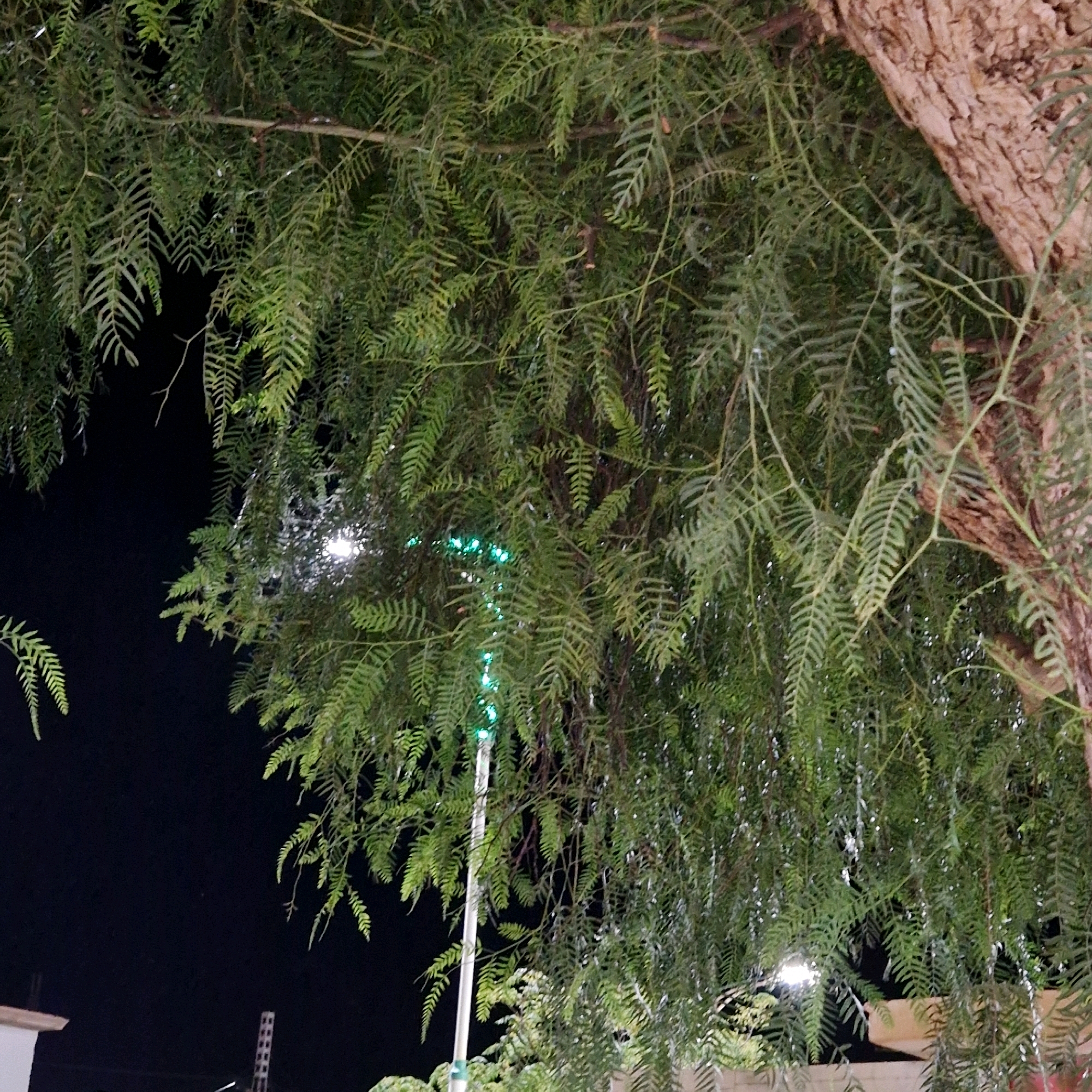 An image captures a close-up view of the drooping, feathery foliage of a tree, likely a Schinus molle, or Peruvian pepper tree. The leaves are a vibrant green, with a delicate, fern-like appearance, cascading downwards. Interspersed within the branches, a rough, textured tree trunk with a light brown hue is visible on the right side of the frame. The background is largely dark, indicating nighttime, with a few faint, out-of-focus lights suggesting artificial illumination in the distance. One bright white light source is visible behind the foliage on the left, and a tall pole with green lights is prominent in the center, piercing through the leaves. The overall impression is one of a lush, verdant canopy against a nocturnal urban backdrop. This scene is situated in the city of Makman Ben Ammar, Algeria.