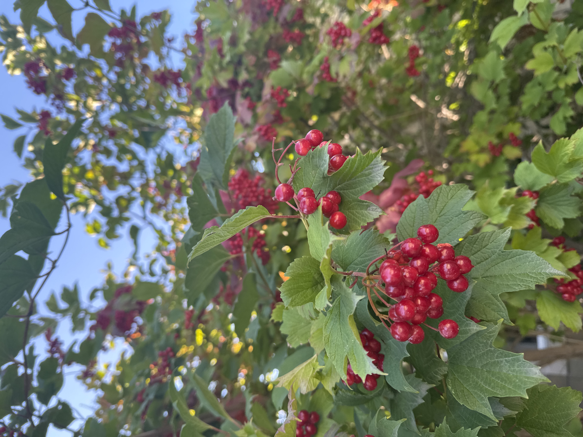 In Sary-Oy, Kyrgyzstan, a close-up shot captures a cluster of bright red berries hanging from a branch, surrounded by vibrant green leaves against a clear blue sky. The berries are small, round, and clustered together, with a glossy sheen. The leaves are broad and serrated, with visible veins. In the background, more branches and berries are visible, creating a dense canopy. Sunlight filters through the foliage, casting dappled shadows and highlighting some of the leaves with a golden hue. The overall impression is one of natural abundance and the vivid colors of late summer or early autumn.