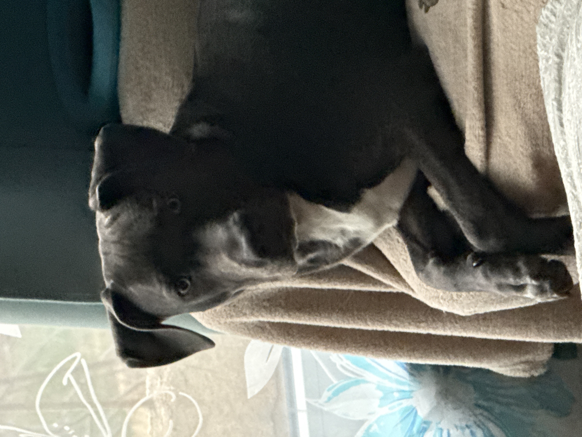 A dark-colored dog is lying on a beige blanket. The dog has a white patch on its chest. A portion of a blue sofa is visible on the left. A window with a partially visible design or pattern is in the background. The location is not discernable from the image; there is no indication it is in Varna, Bulgaria.