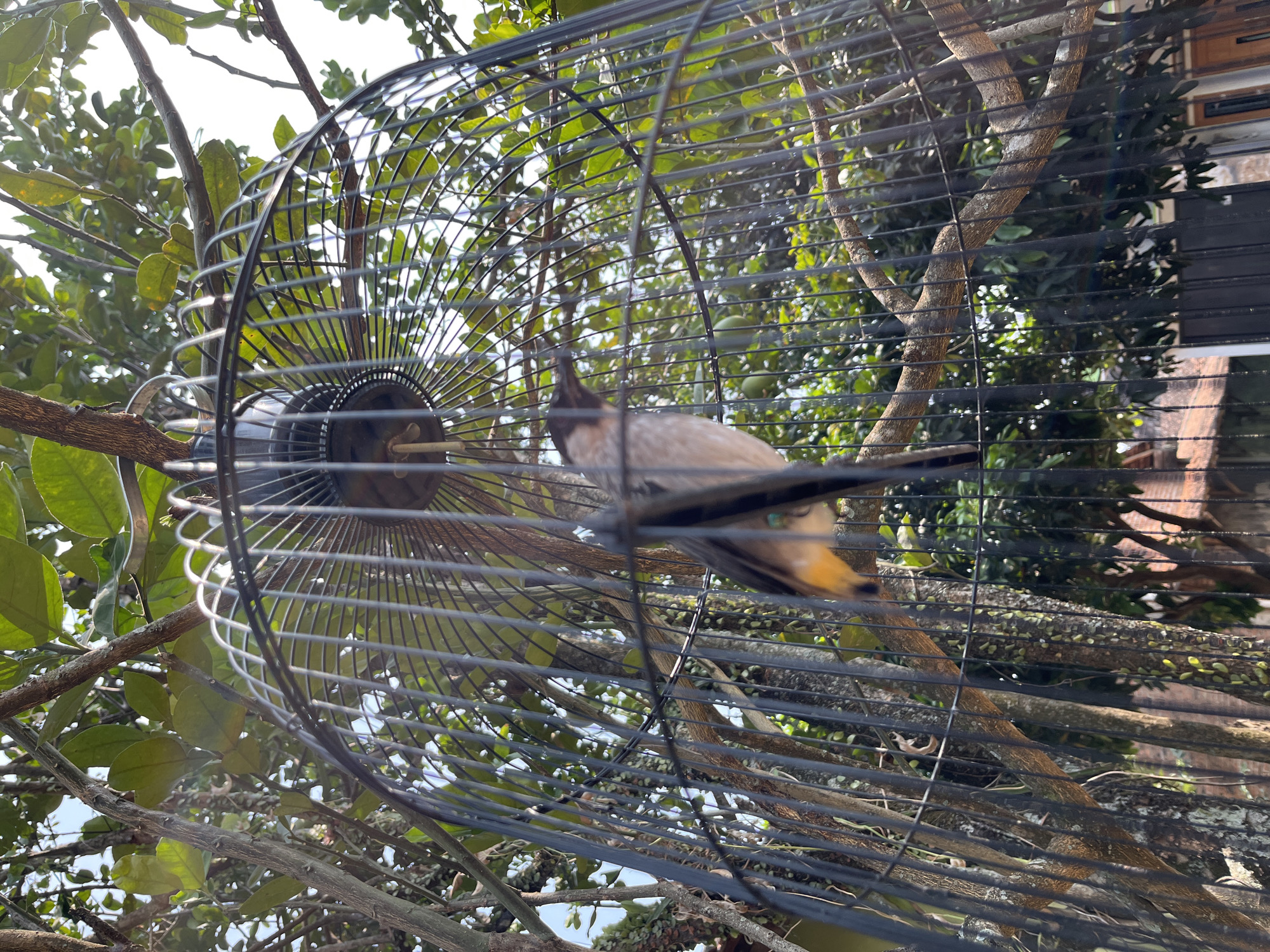 A low-angle, full shot captures a bird inside a black, metal birdcage. The bird, predominantly grey and white with hints of yellow on its underside, is perched on a branch within the cage. Its head is turned to the left, with its beak pointing downwards. The cage bars create a repeating pattern that partially obscures the background.
The cage is suspended from the branches of a tree with lush green foliage. Sunlight filters through the leaves, creating a dappled effect. The environment appears to be outdoors, with the suggestion of buildings and more trees visible in the distance, hinting at a residential or garden setting. The overall impression is one of a bird in its enclosure, set against a natural, leafy backdrop, possibly in a tropical or subtropical location like Glagah Kulon, Indonesia, suggested by the verdant vegetation.
