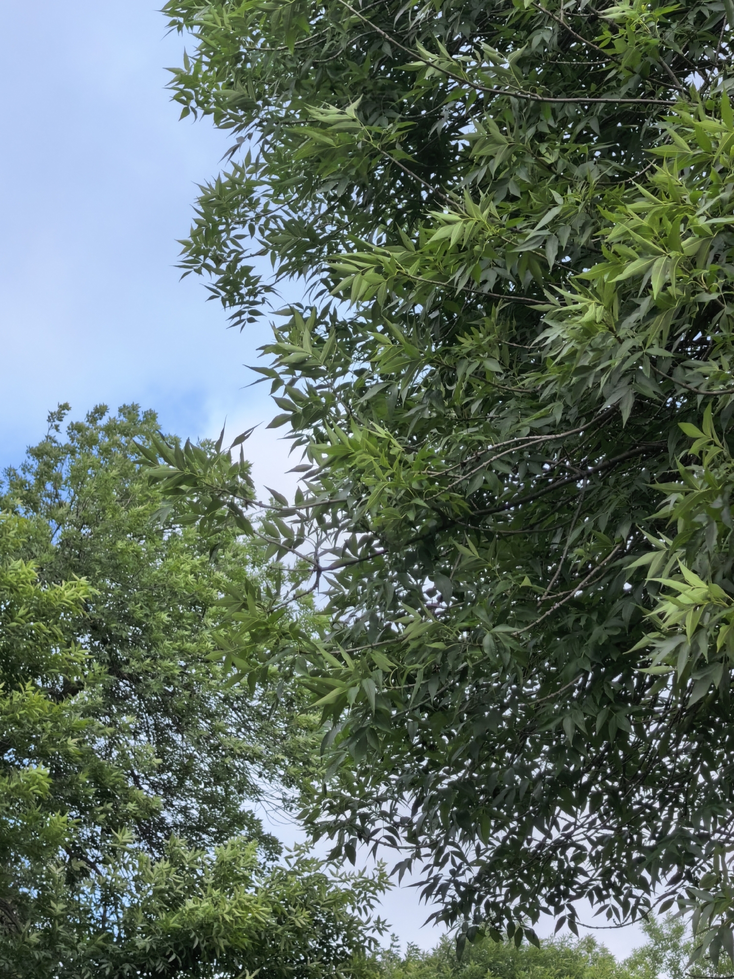 An outdoor, medium-angle shot shows a close-up view of green foliage against a pale blue sky, with clouds faintly visible. The leaves appear to be from two different types of trees, with one being darker and more dense on the left side of the frame, and another that is lighter and more sparse on the right. The branches of the trees are visible in the foreground and midground, with some appearing darker and more substantial, while others are thinner and more delicate. The image does not contain any people, specific objects, or discernible actions. The scene is natural and appears to be taken in an outdoor setting.